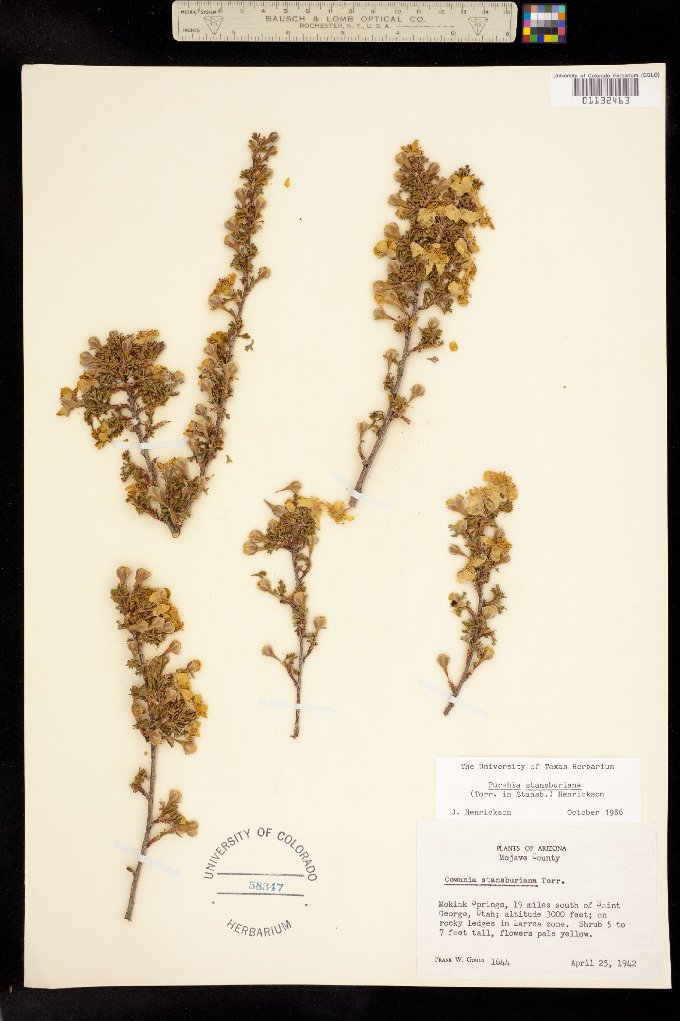 Purshia mexicana var. stansburyana image