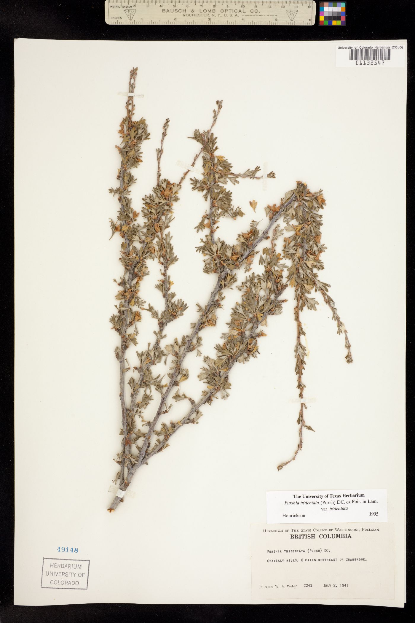 Purshia tridentata image