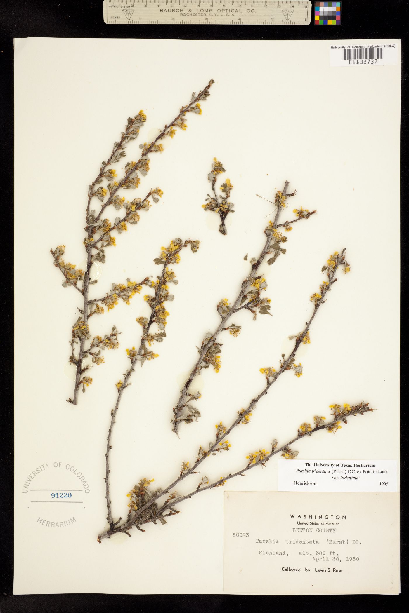 Purshia tridentata image