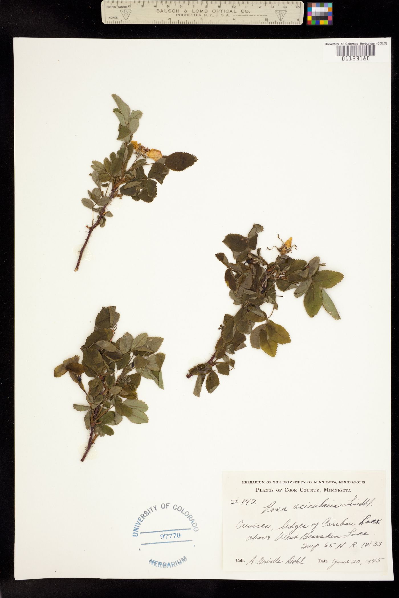 Rosa image