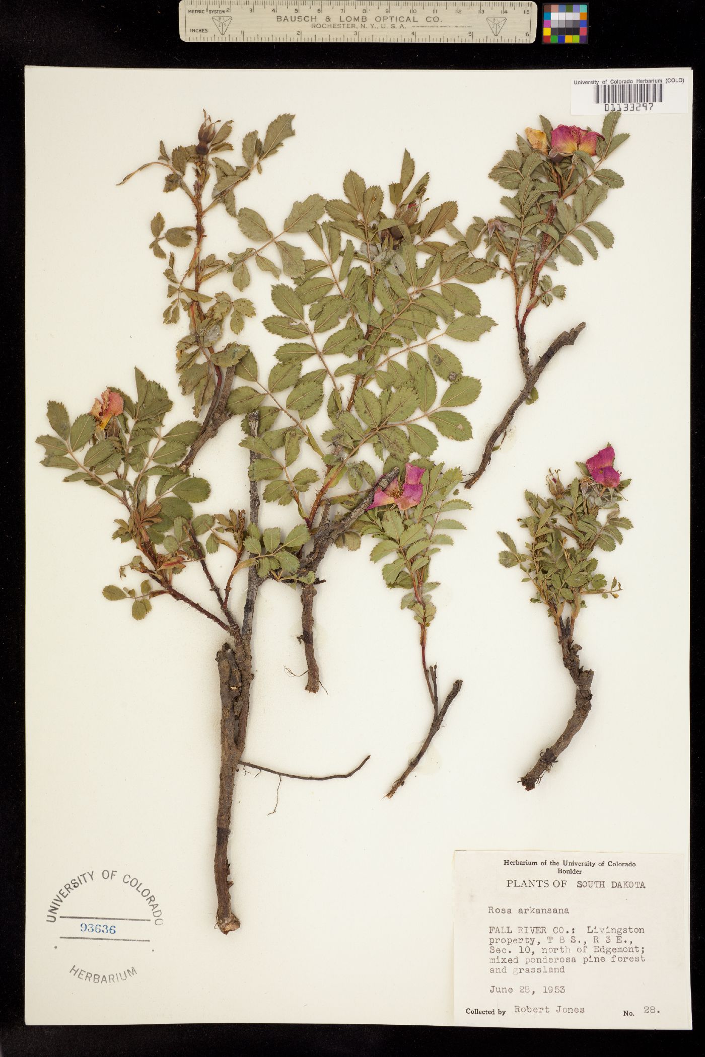 Rosa arkansana image