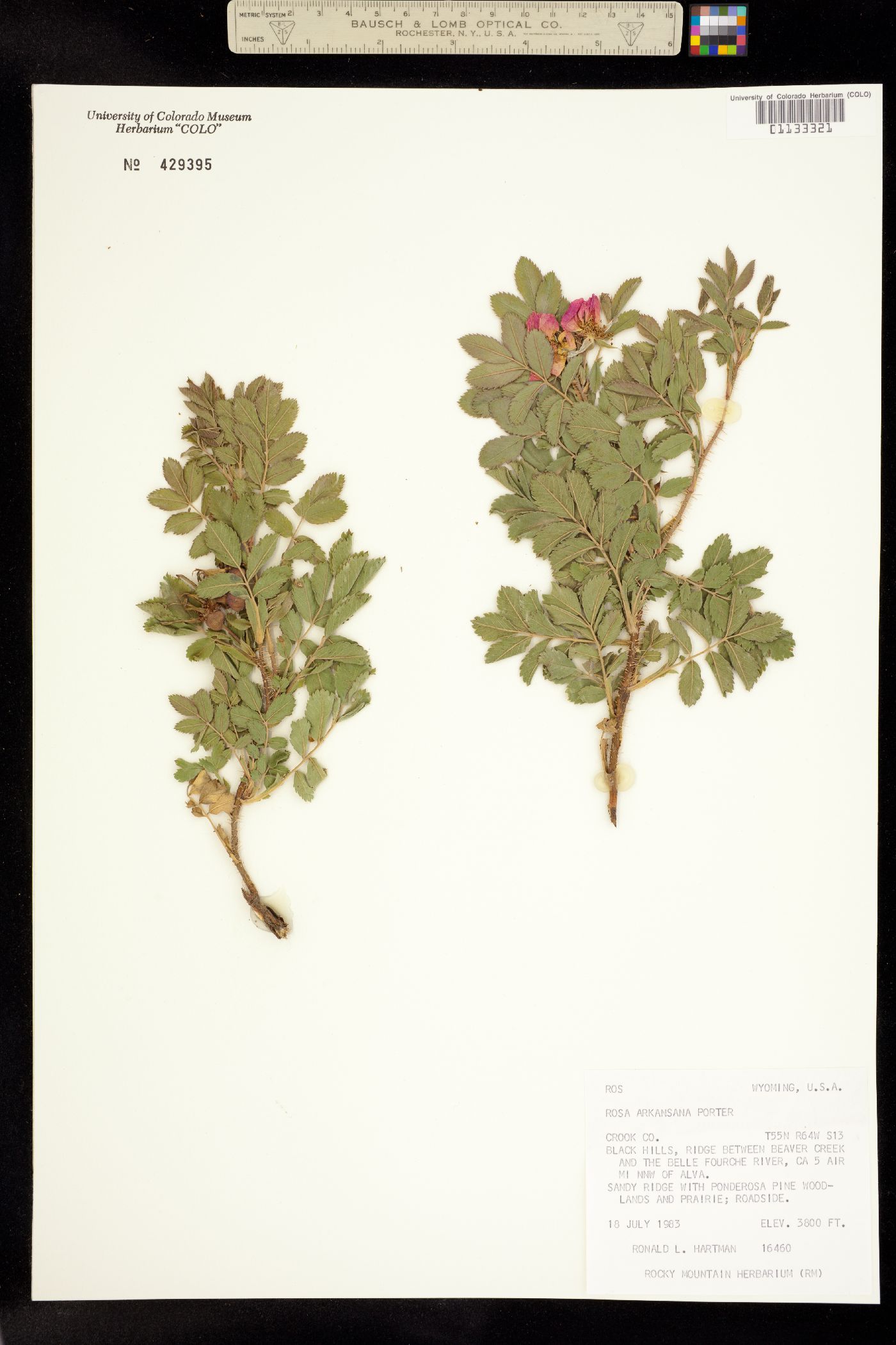Rosa arkansana image
