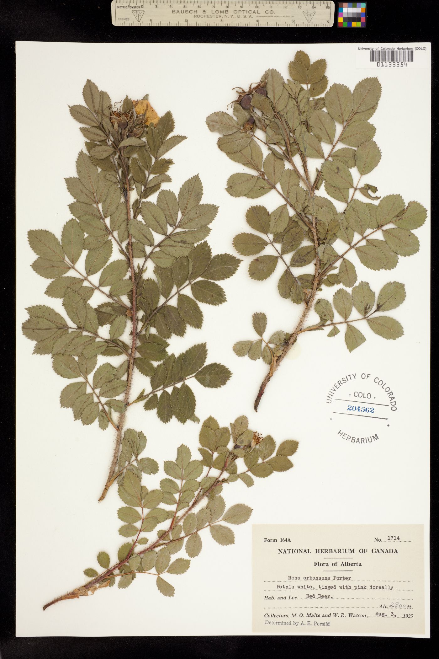 Rosa arkansana image