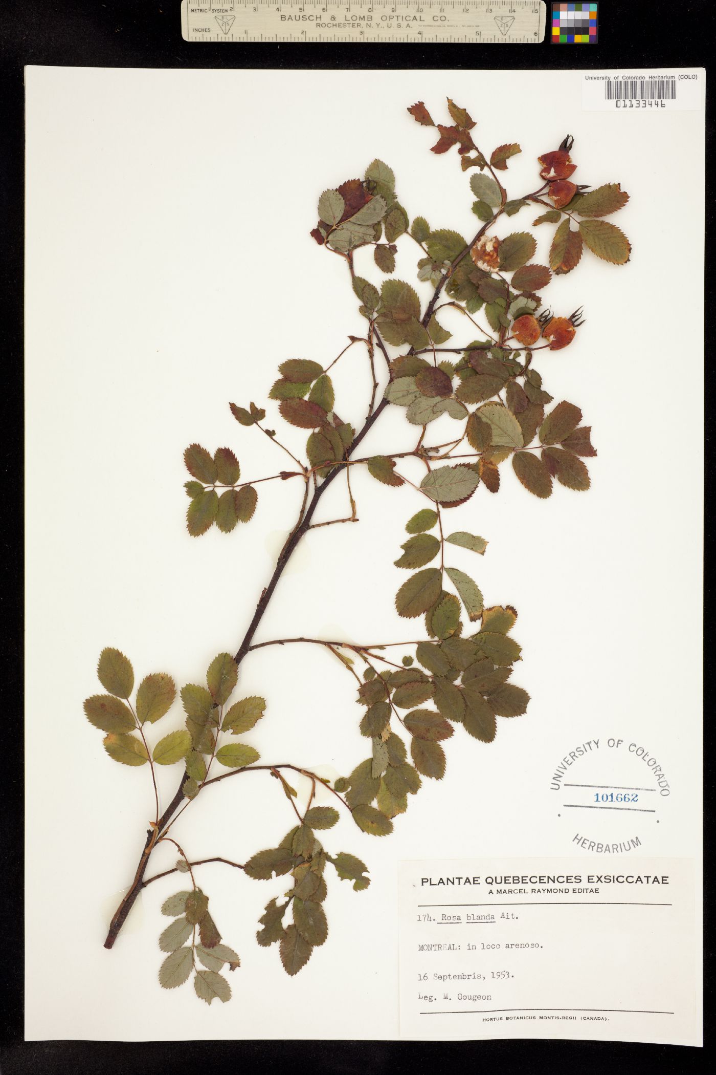 Rosa blanda image