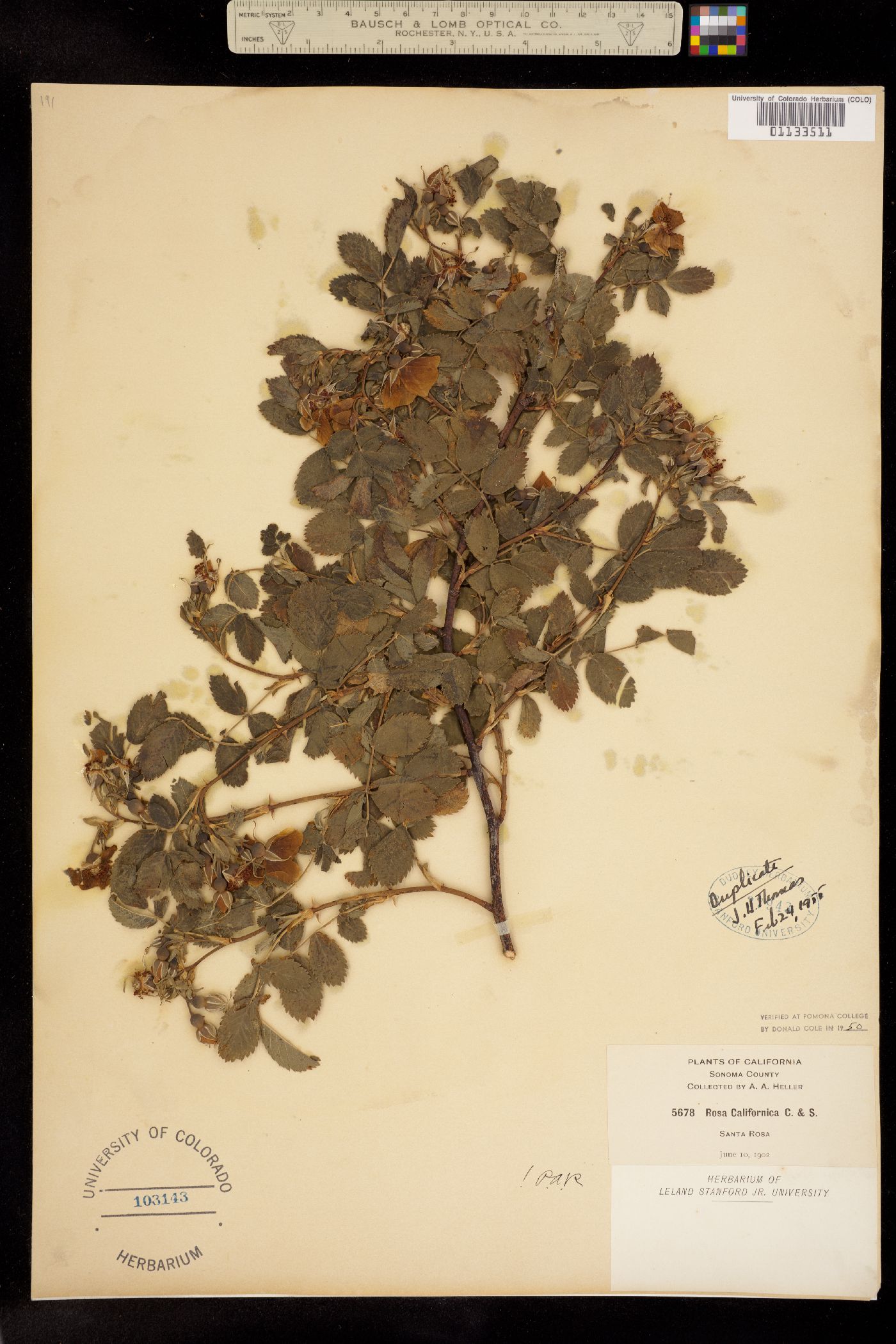 Rosa californica image