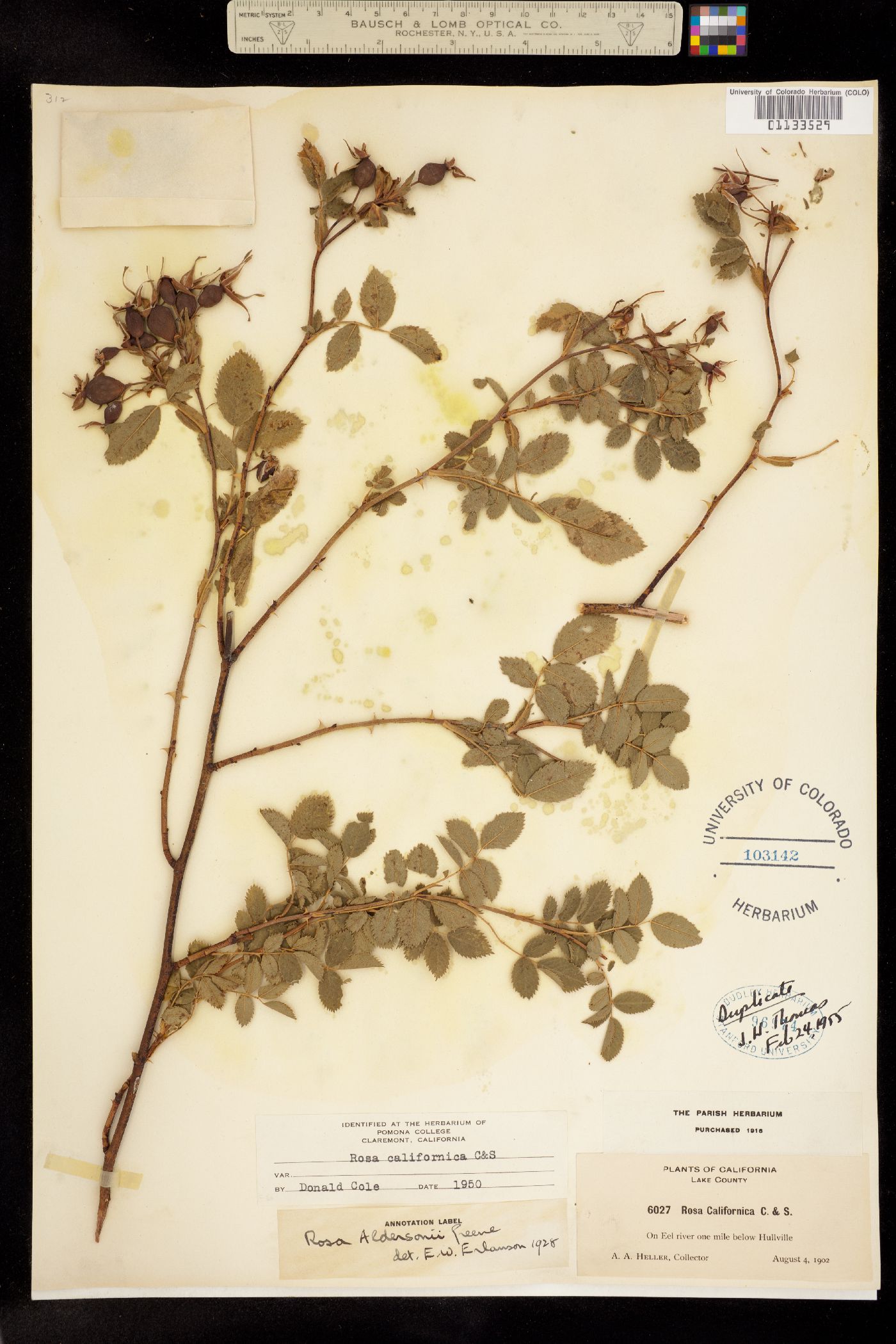 Rosa californica image