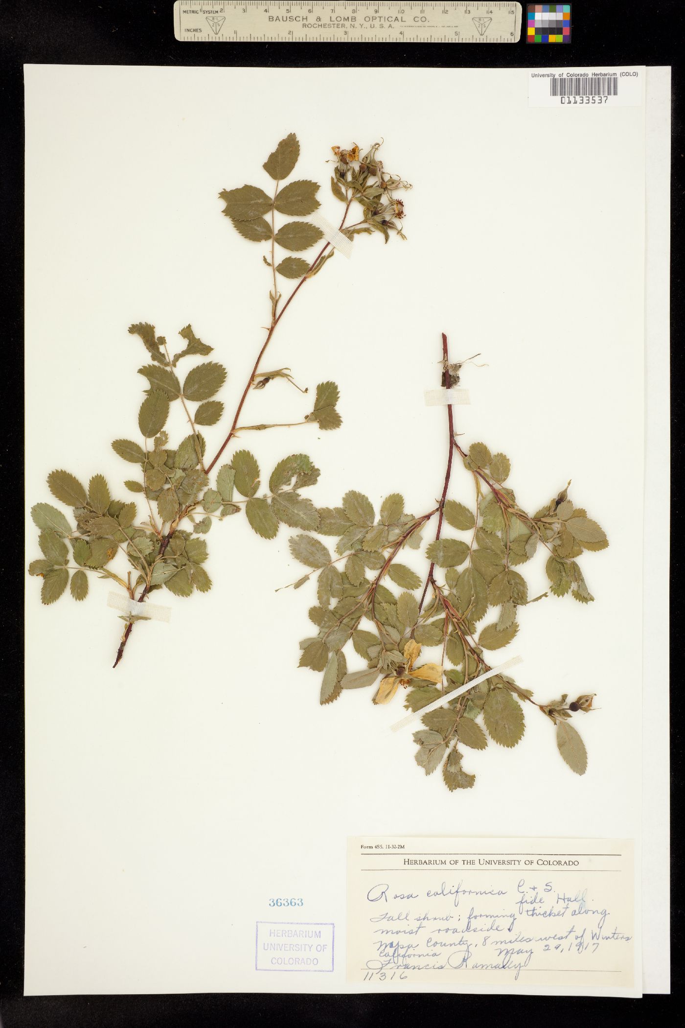 Rosa californica image