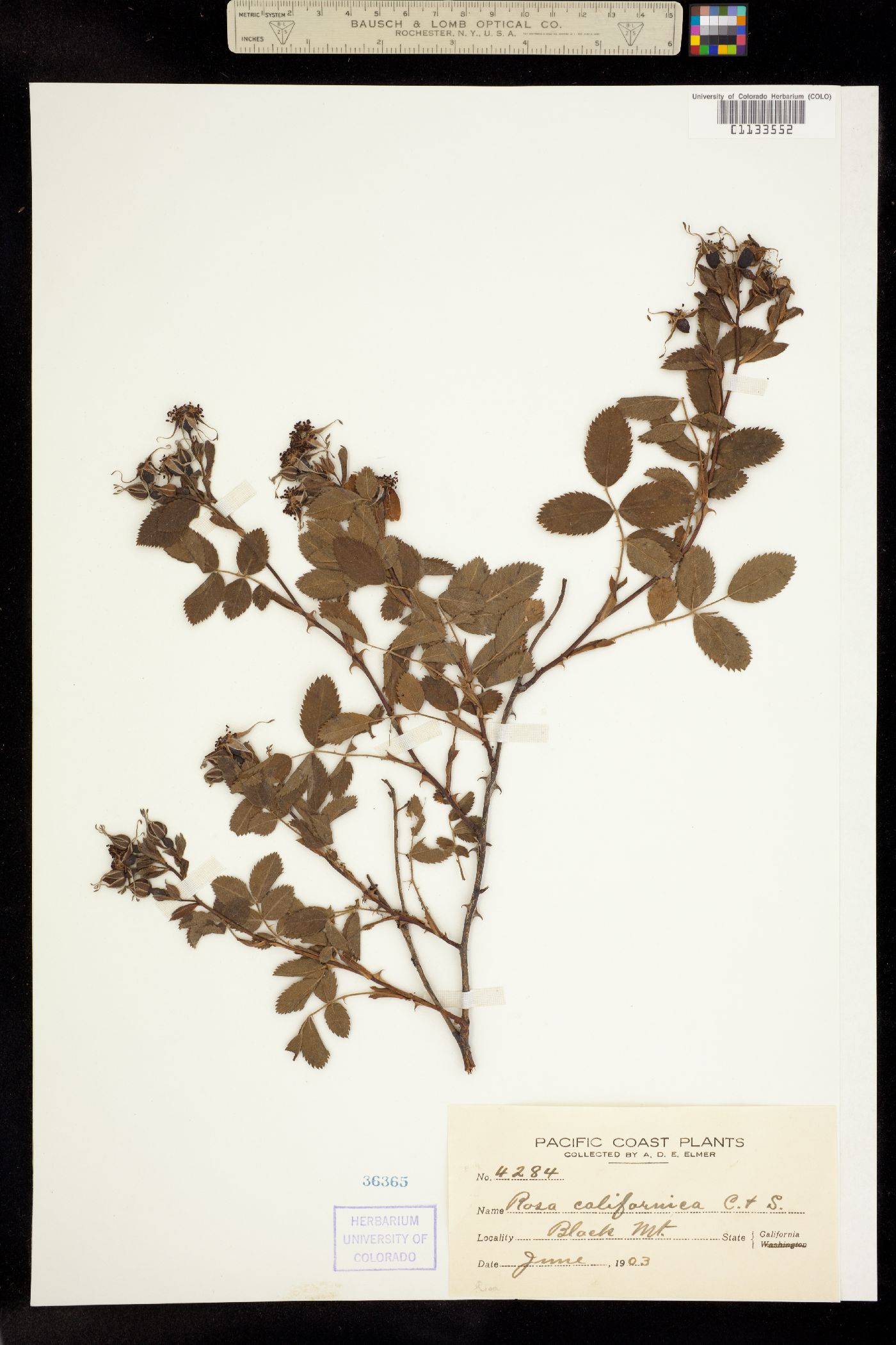 Rosa californica image