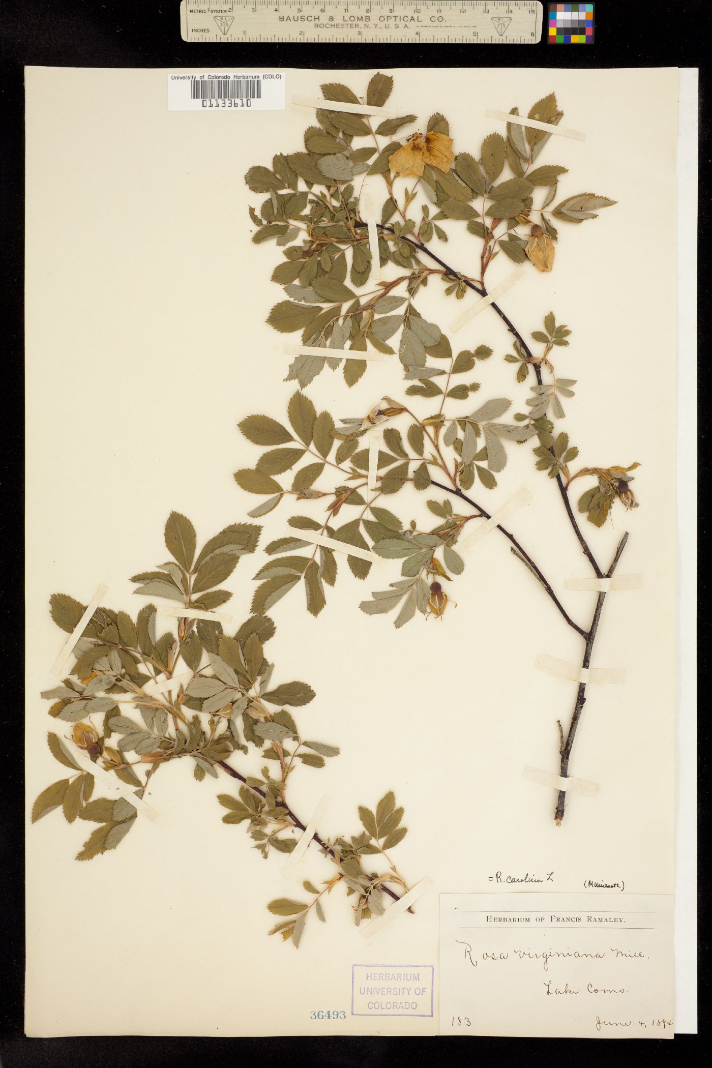 Rosa carolina image