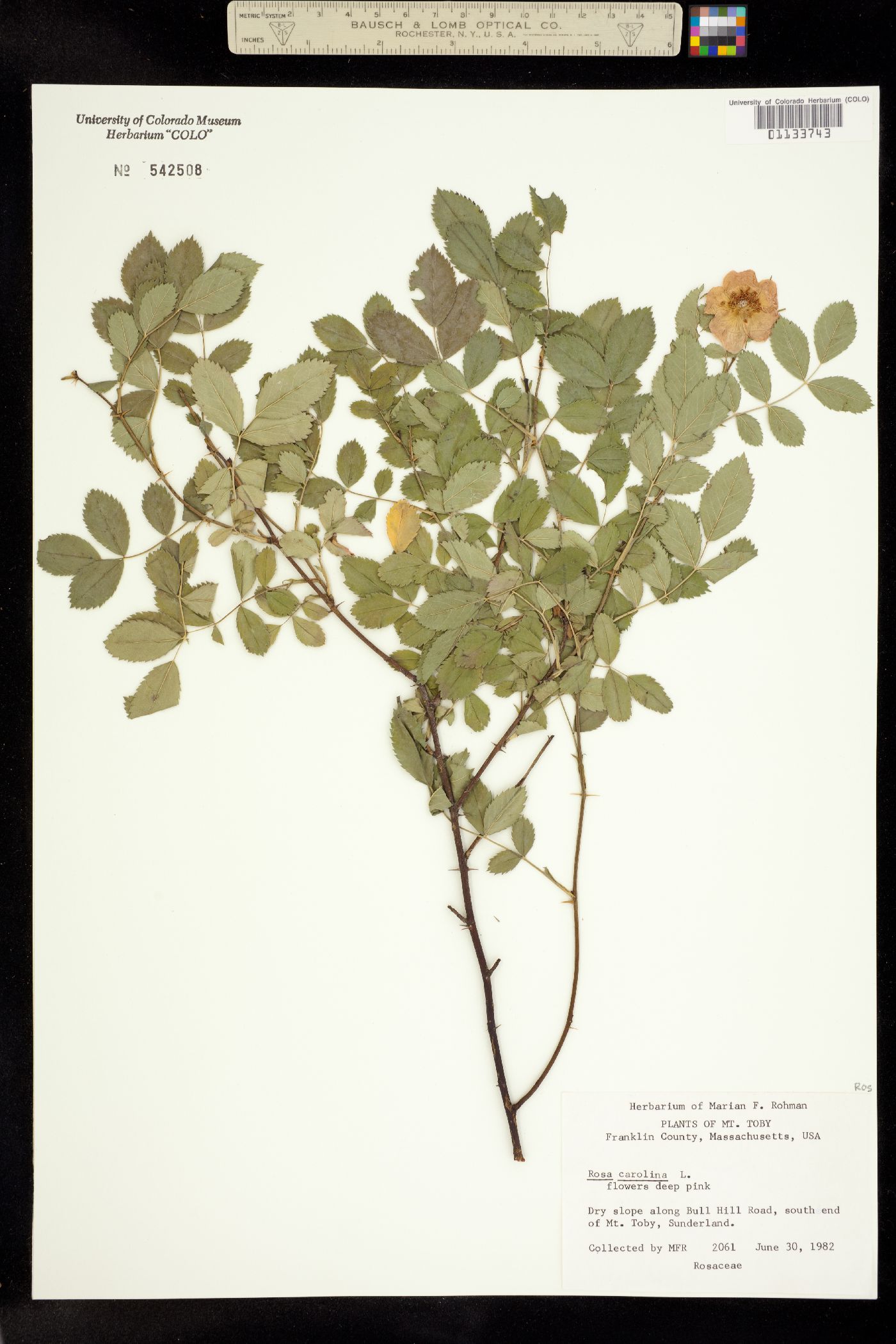 Rosa carolina image