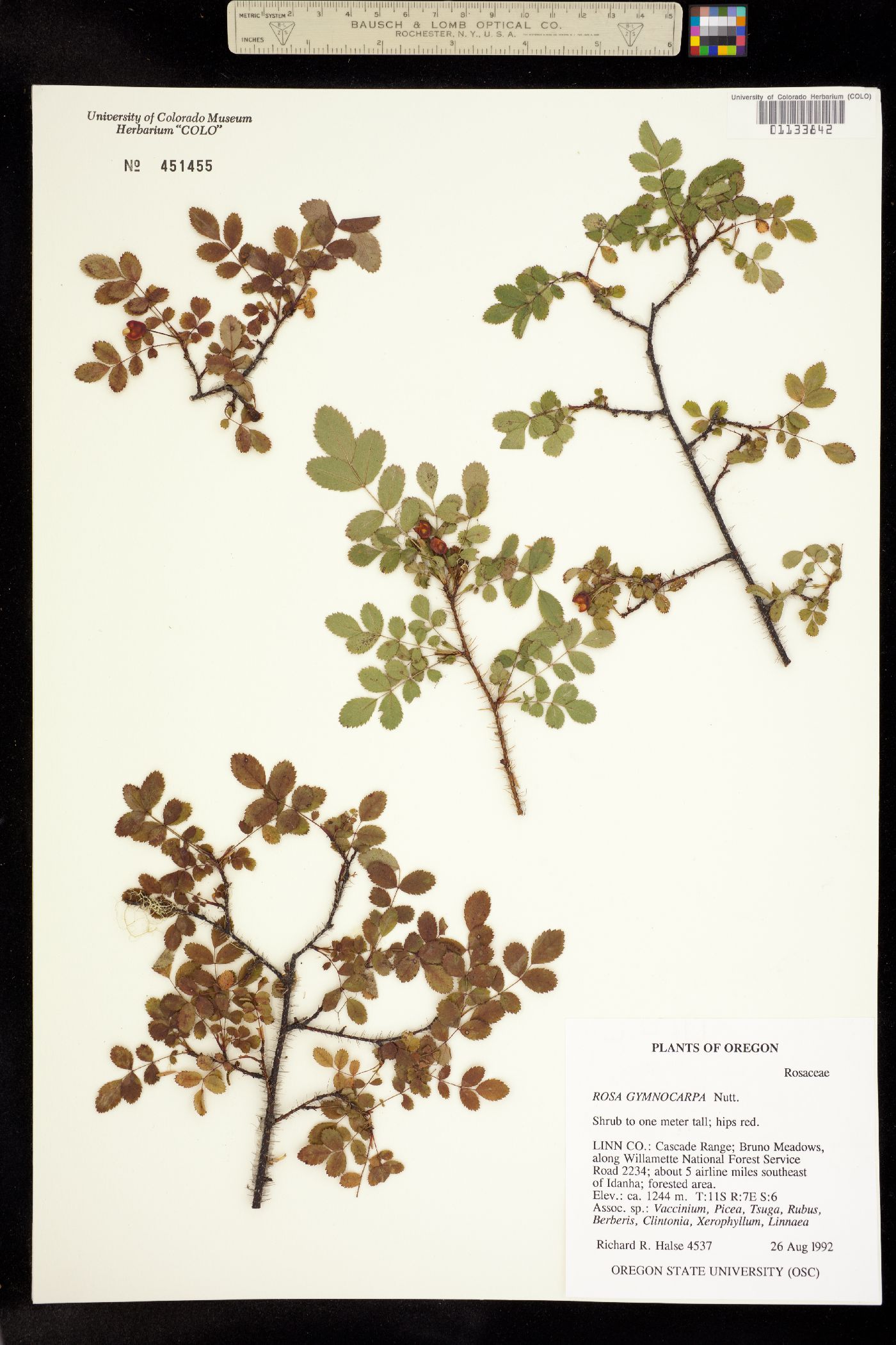 Rosa gymnocarpa image