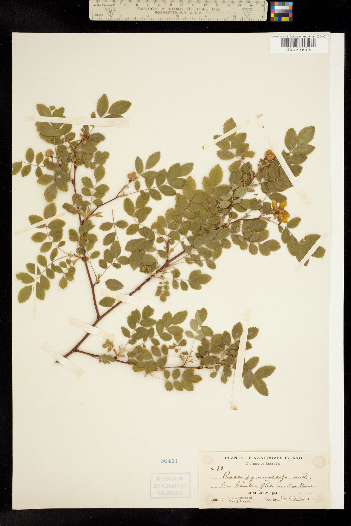 Rosa gymnocarpa image
