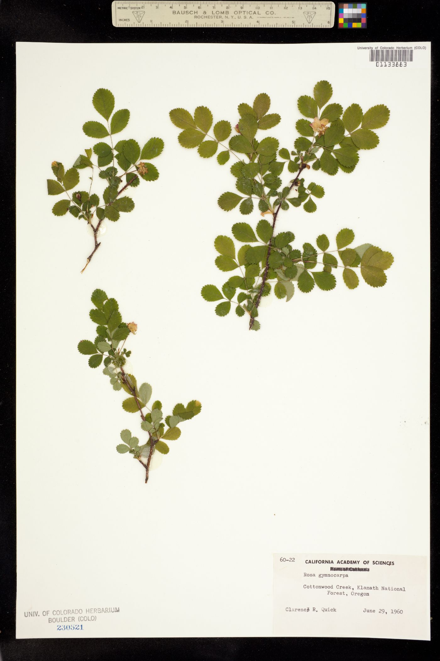 Rosa gymnocarpa image
