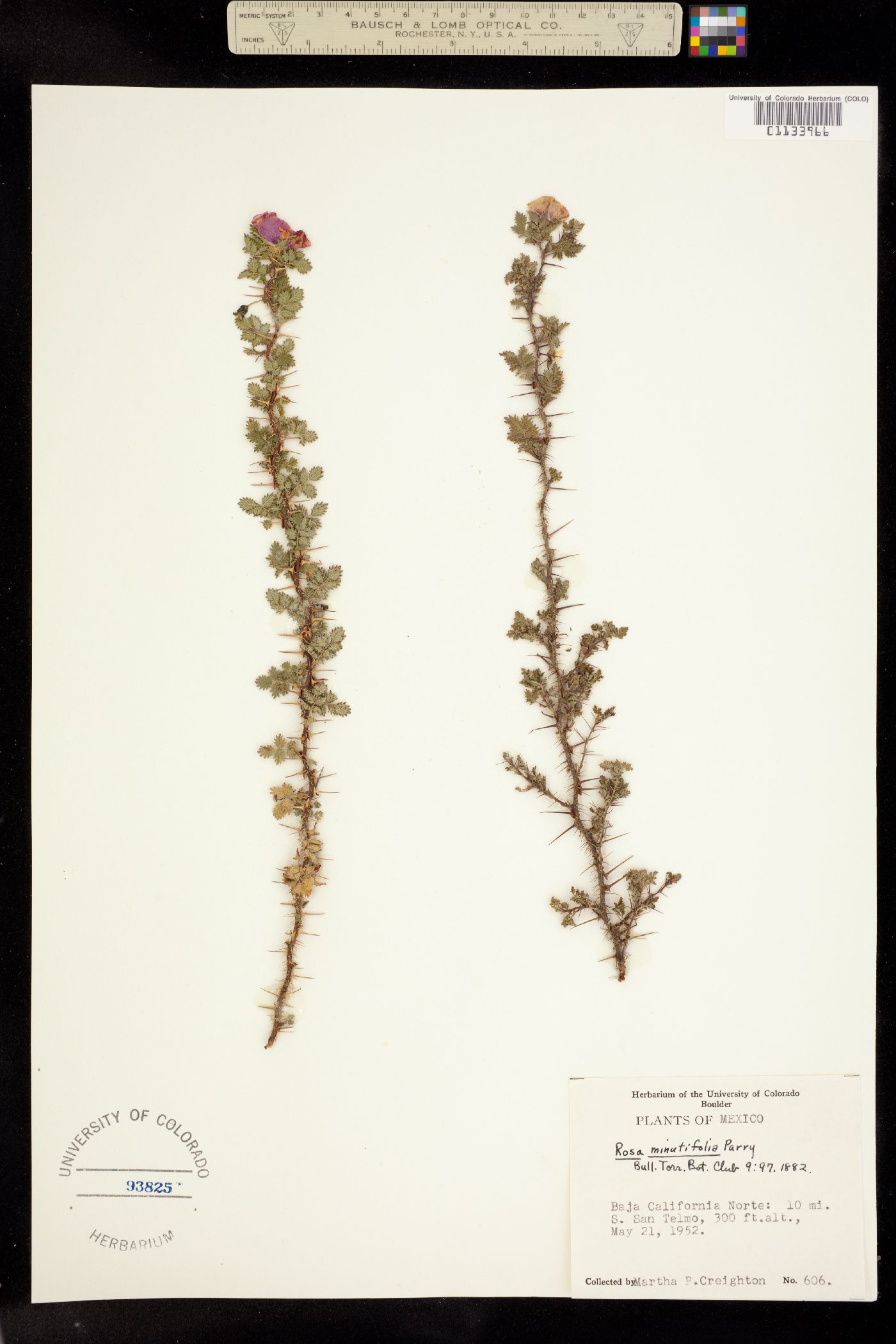 Rosa minutifolia image