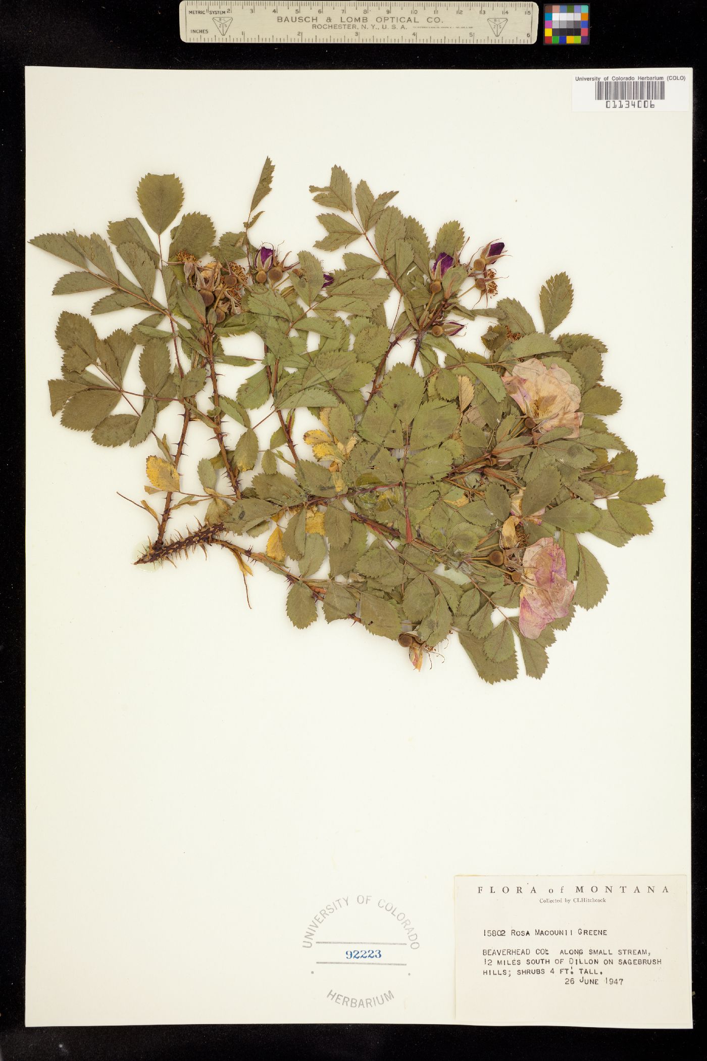 Rosa woodsii ssp. woodsii image