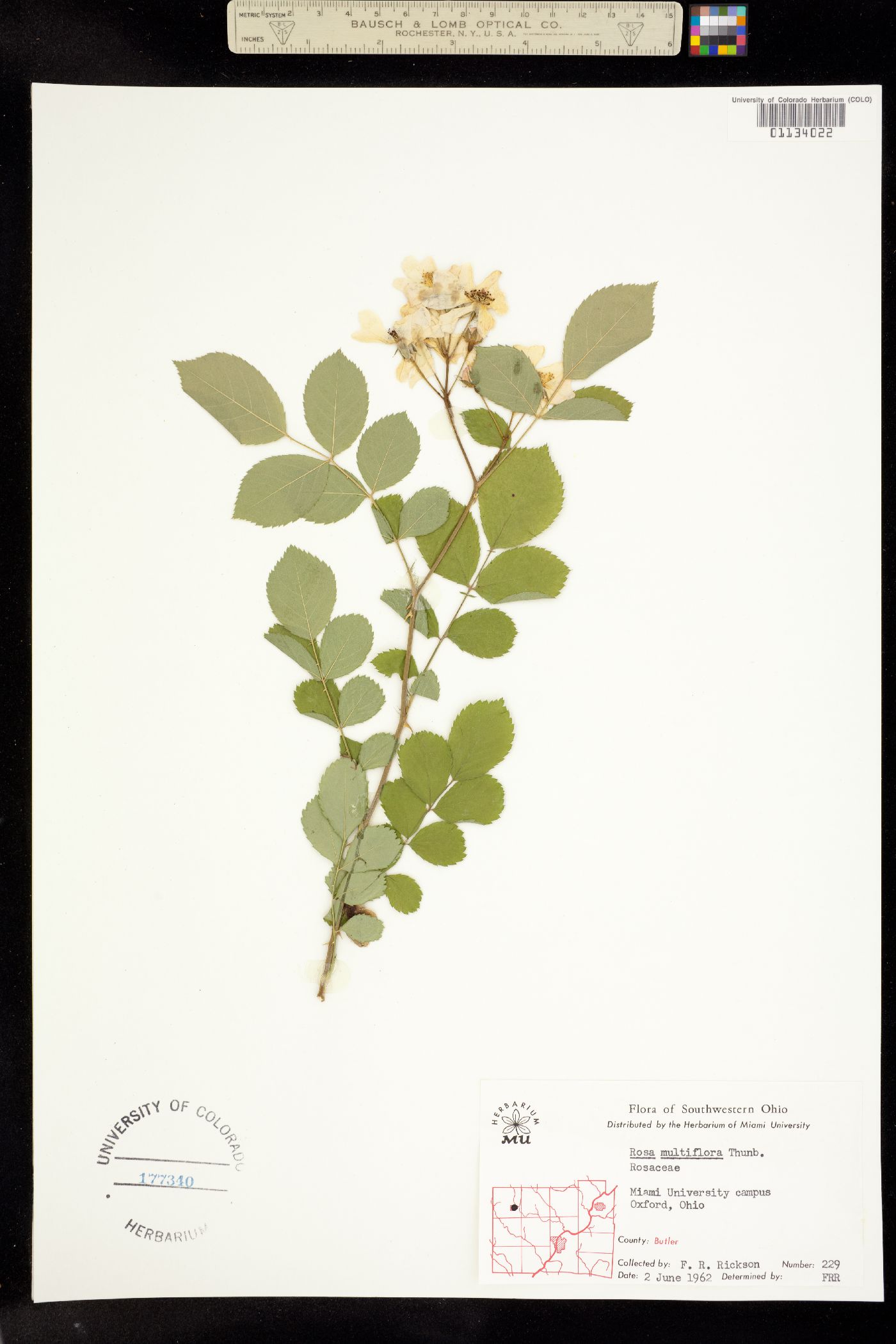 Rosa multiflora image