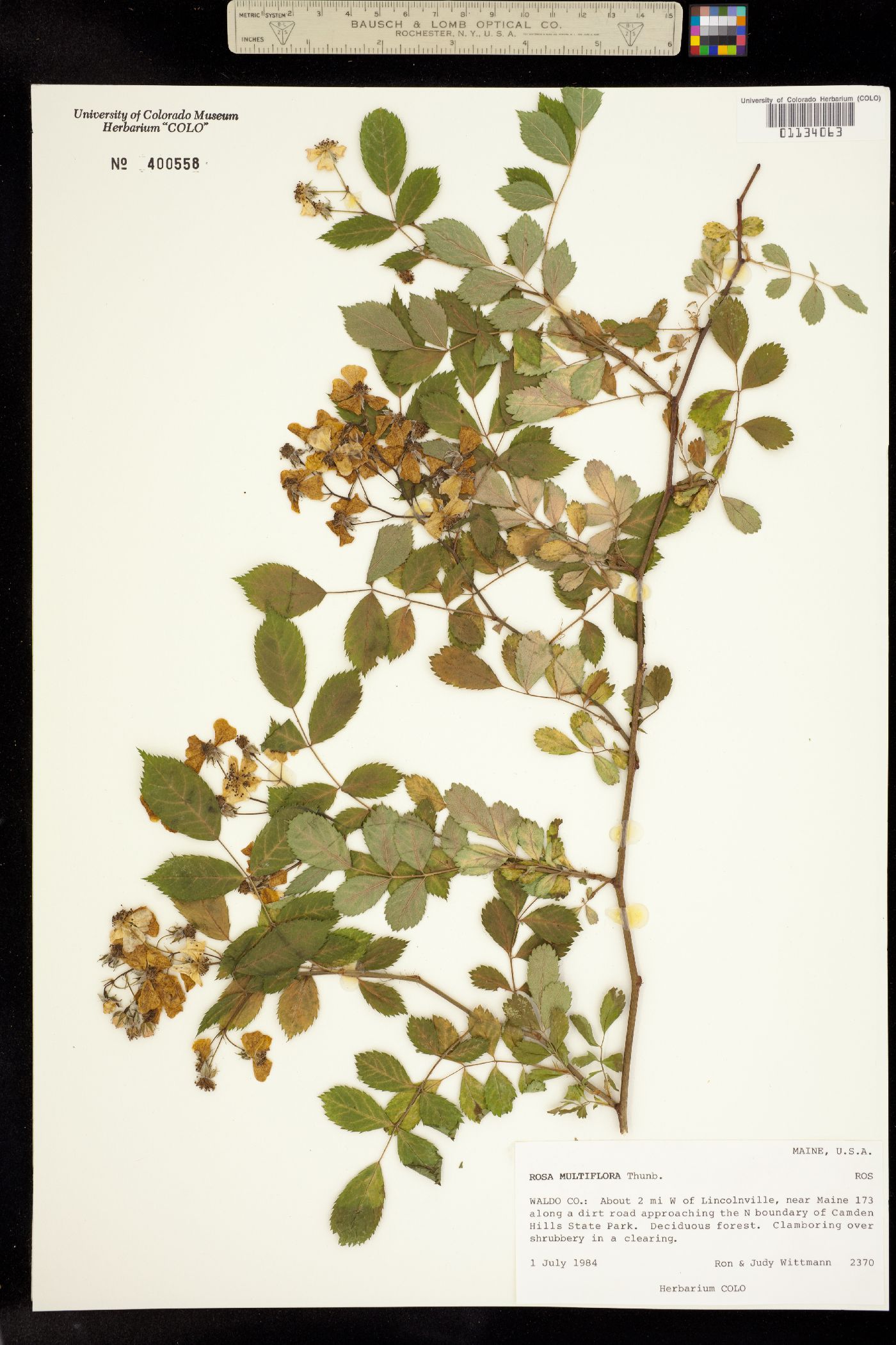 Rosa multiflora image