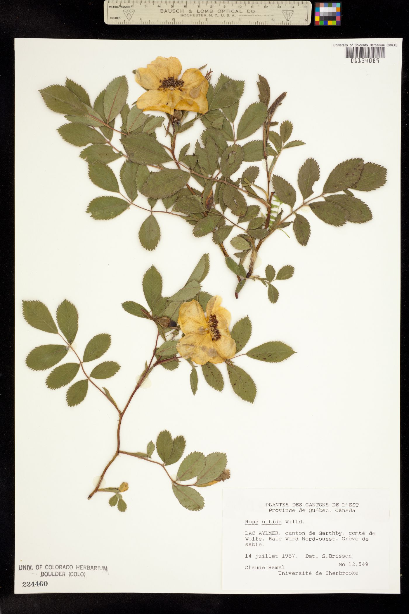 Rosa nitida image