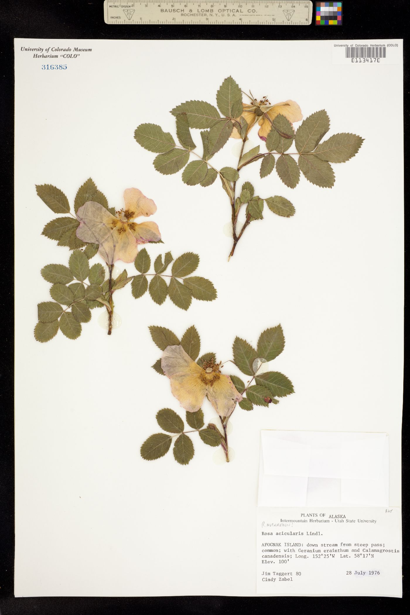 Rosa nutkana image