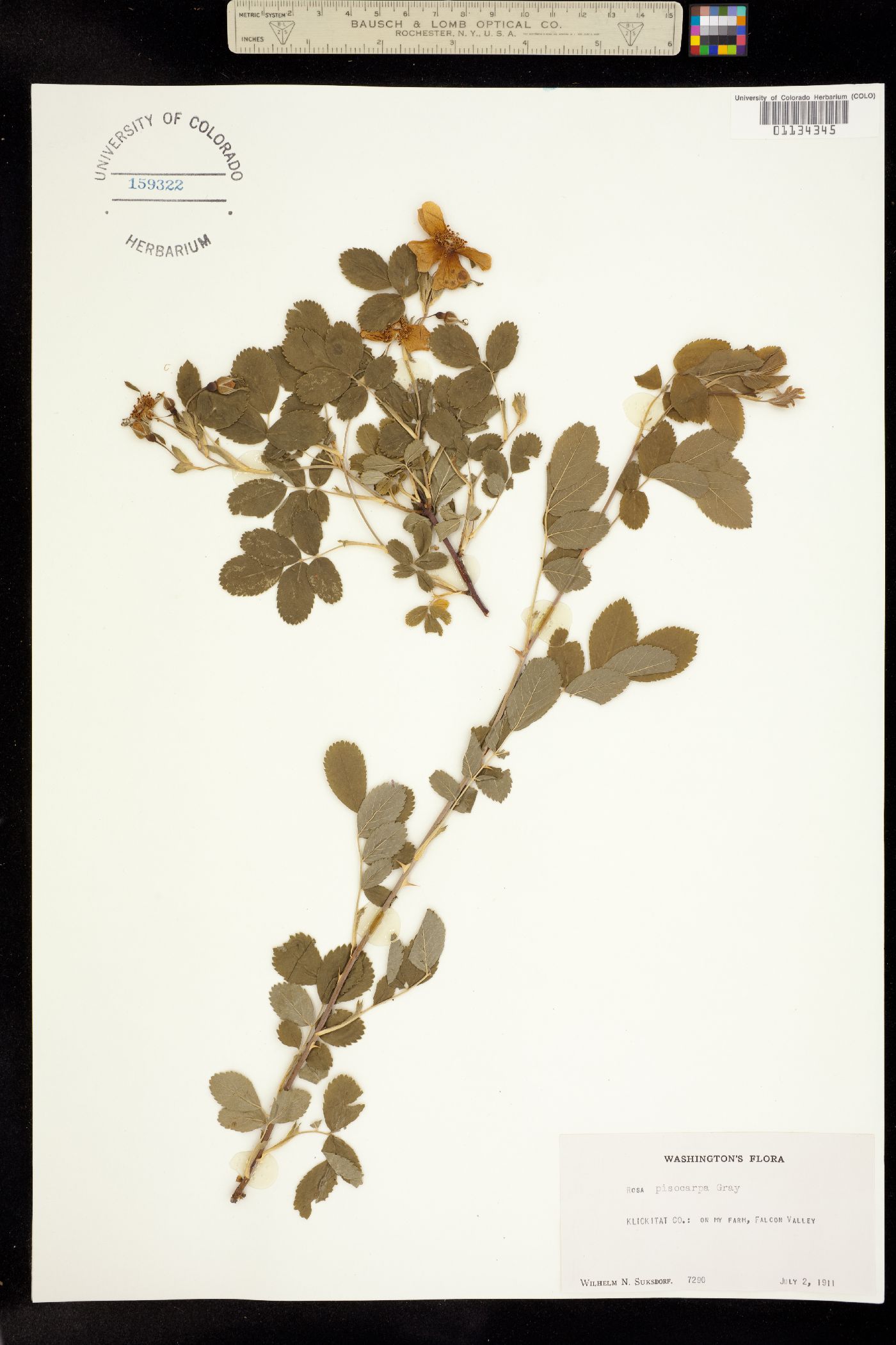 Rosa pisocarpa image