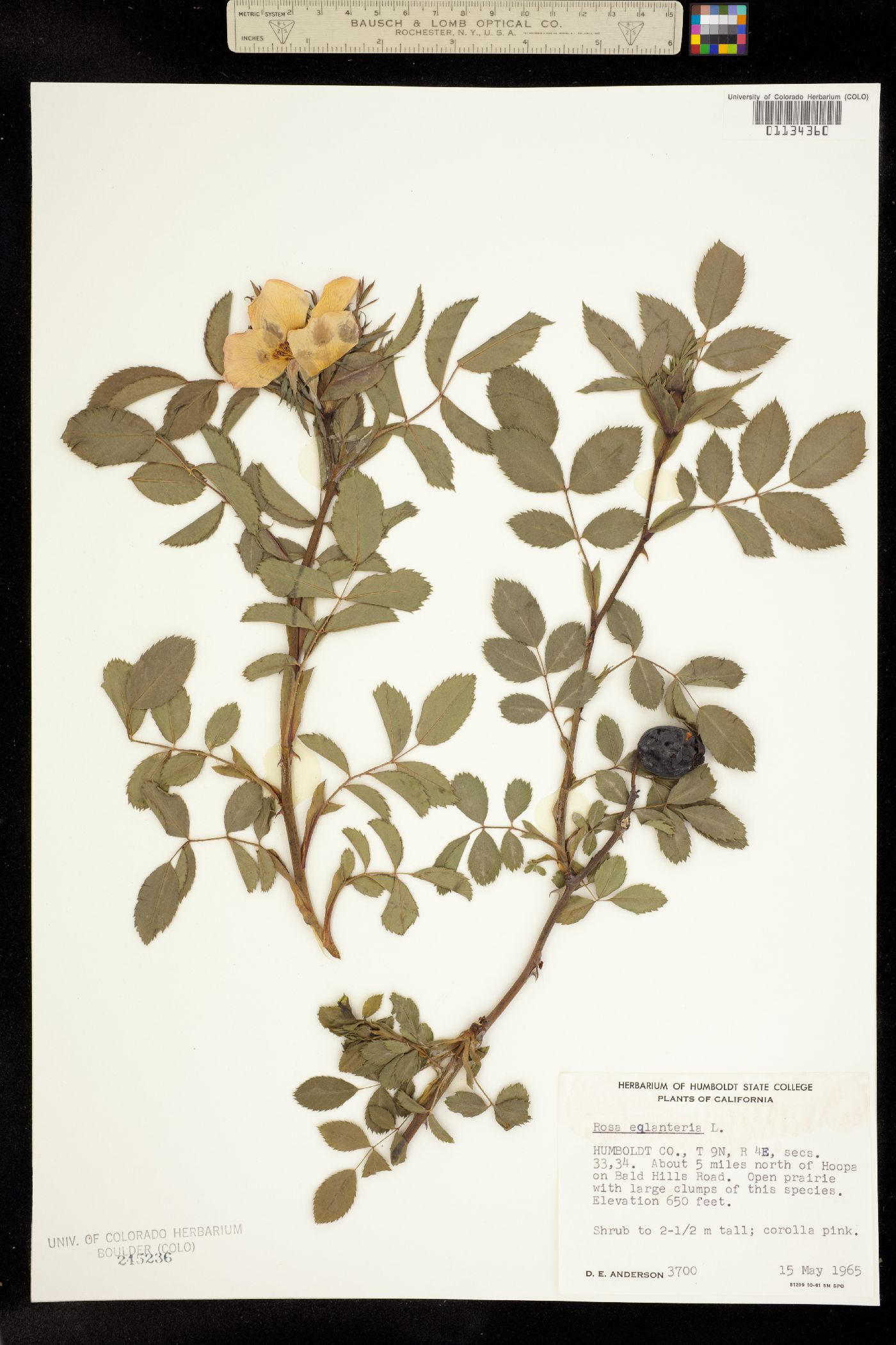 Rosa rubiginosa image