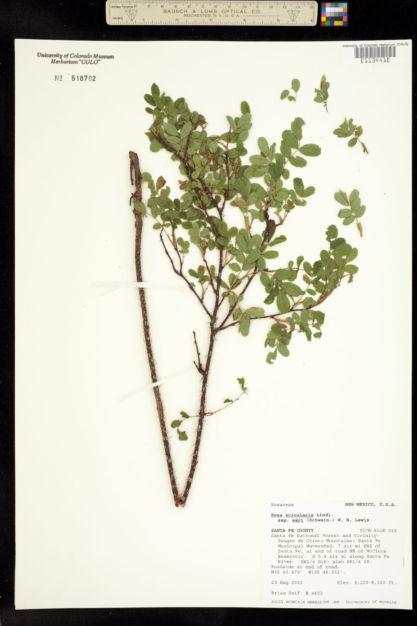 Rosa acicularis ssp. sayi image