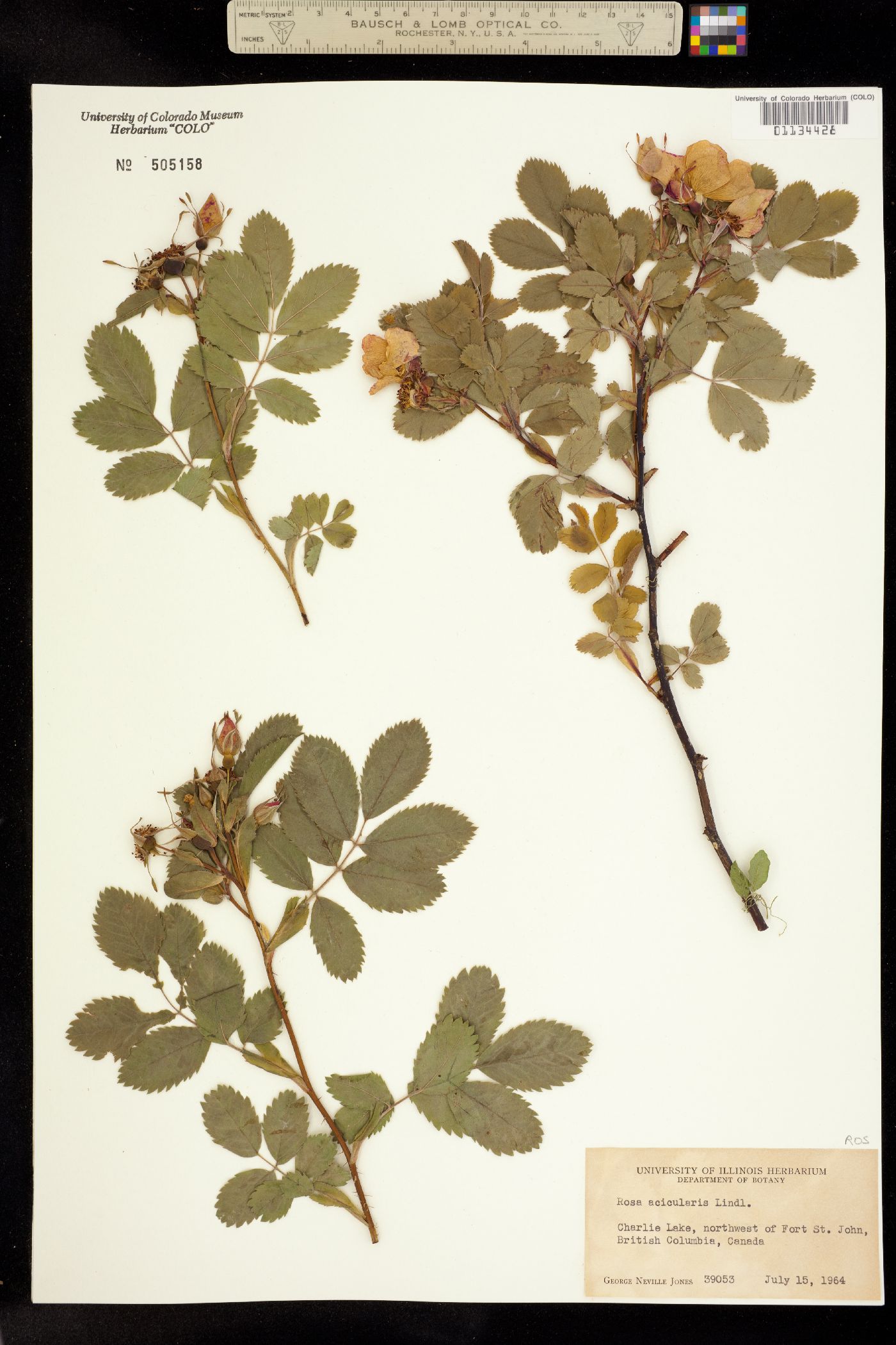 Rosa acicularis image