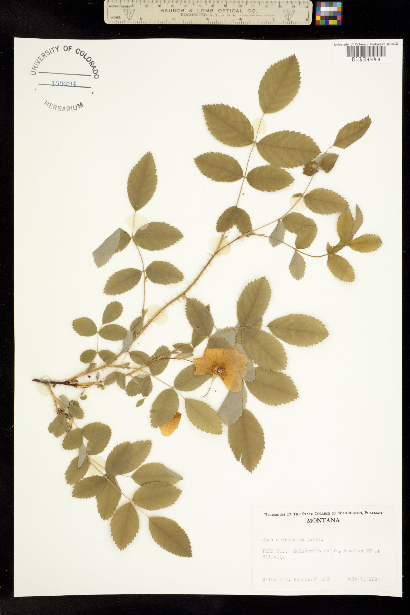 Rosa acicularis ssp. sayi image