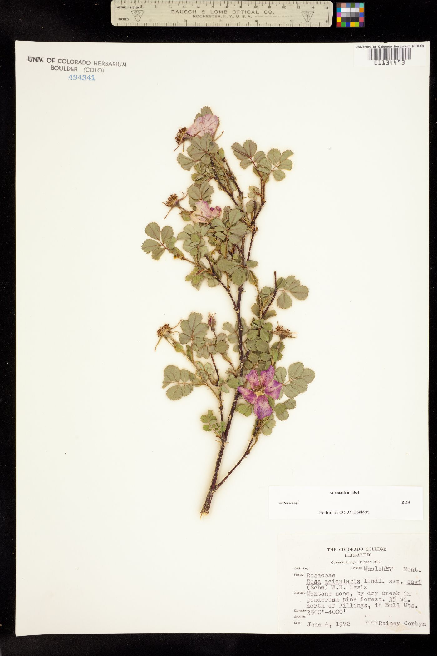 Rosa acicularis image