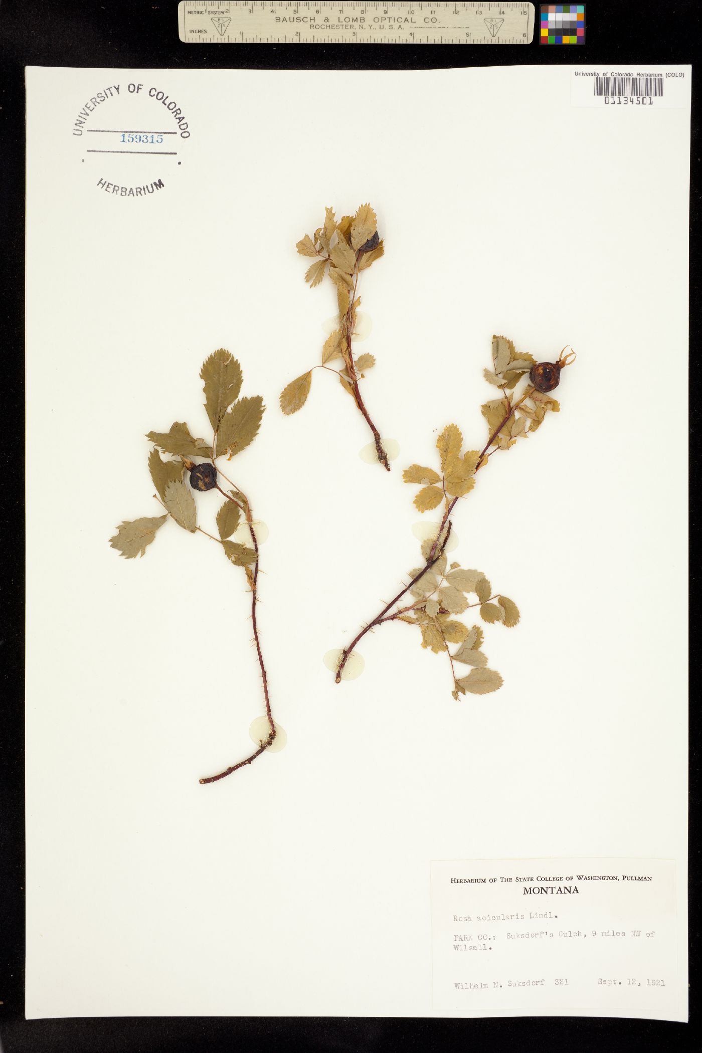 Rosa acicularis image