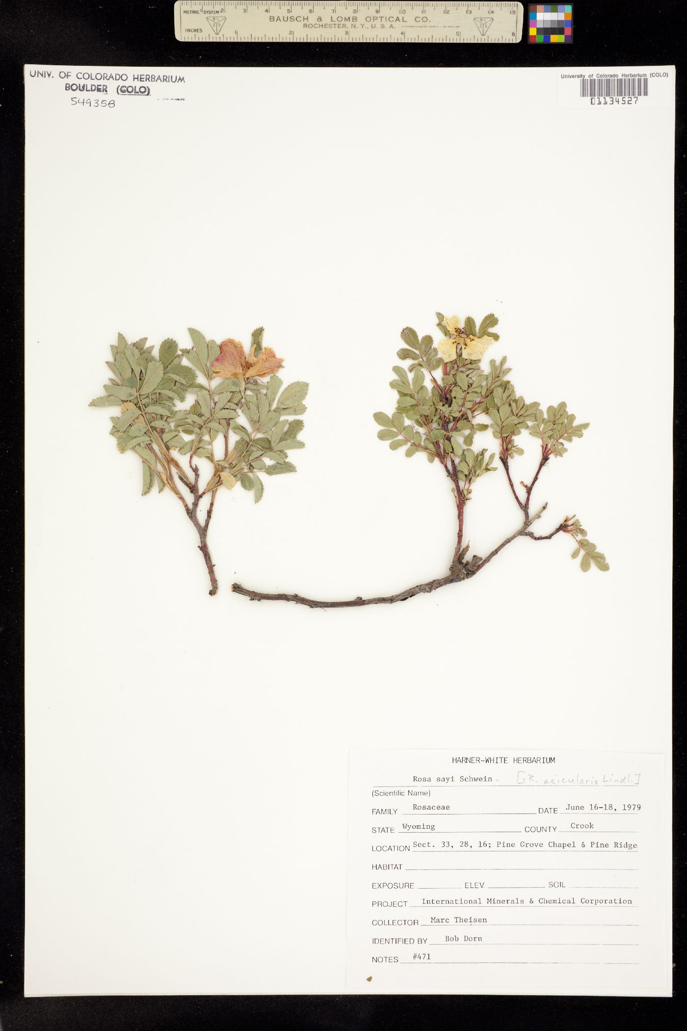 Rosa acicularis ssp. sayi image