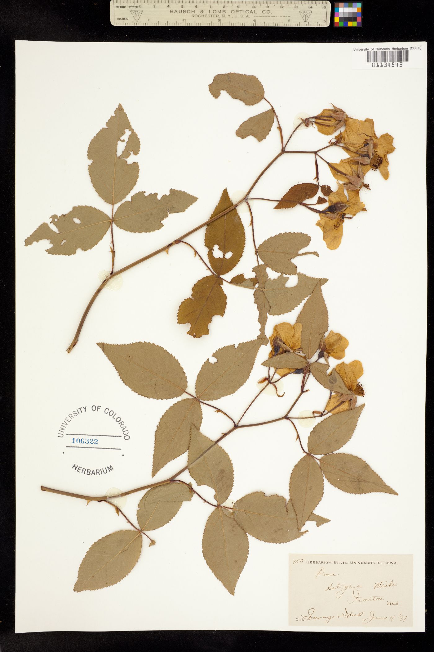 Rosa setigera image