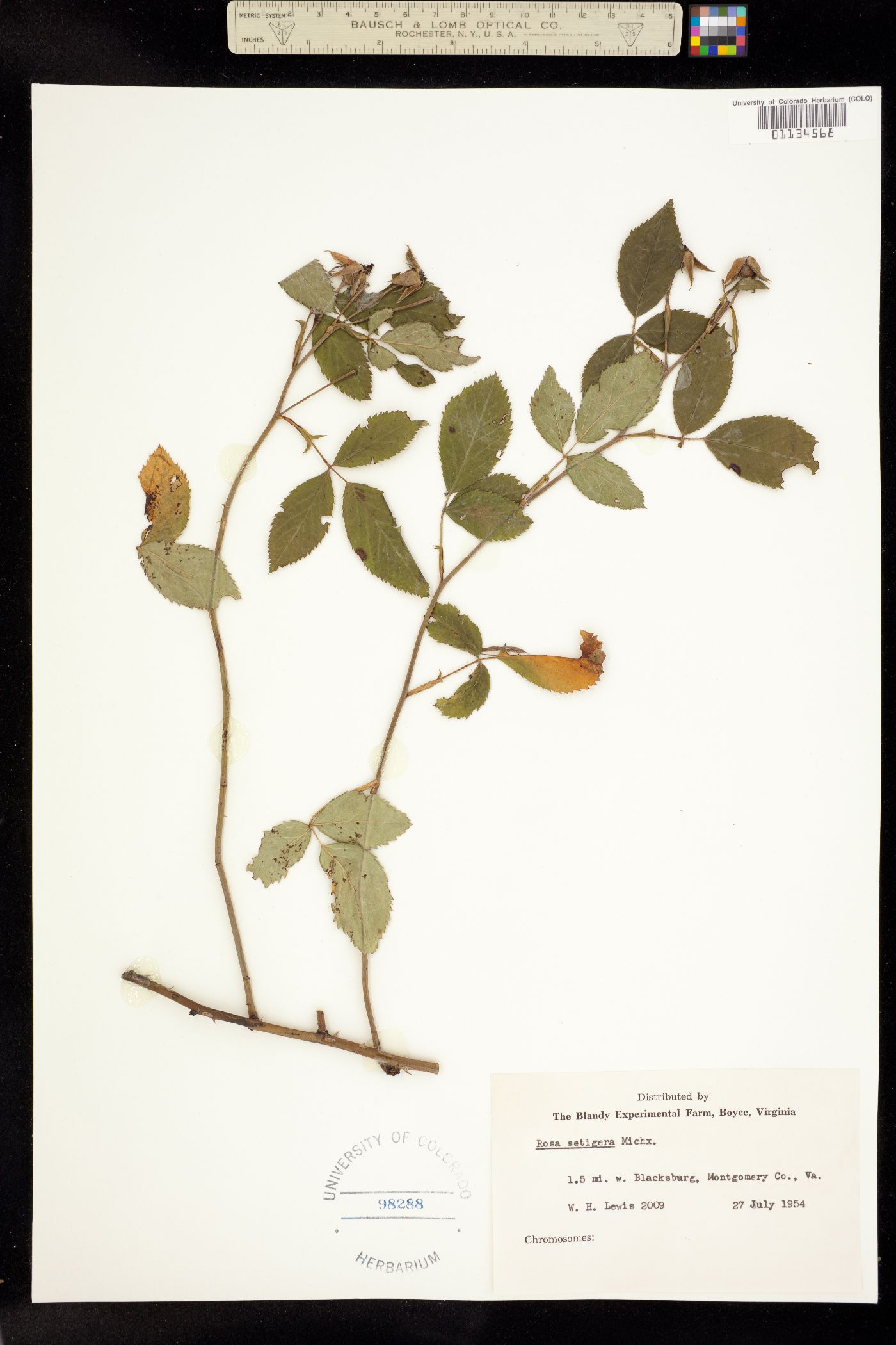 Rosa setigera image