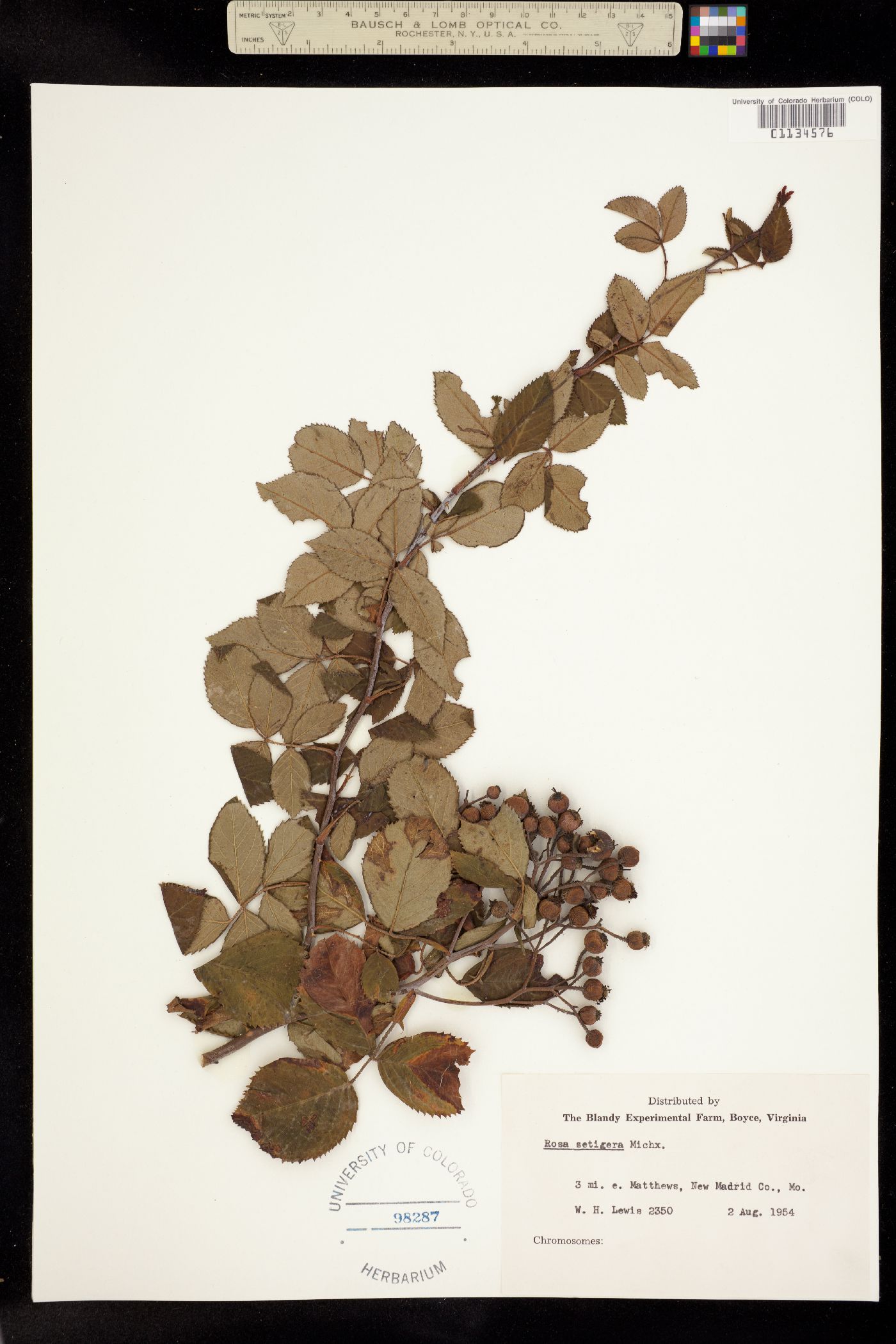 Rosa setigera image