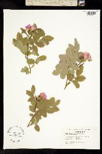 Rosa nutkana ssp. macdougalii image