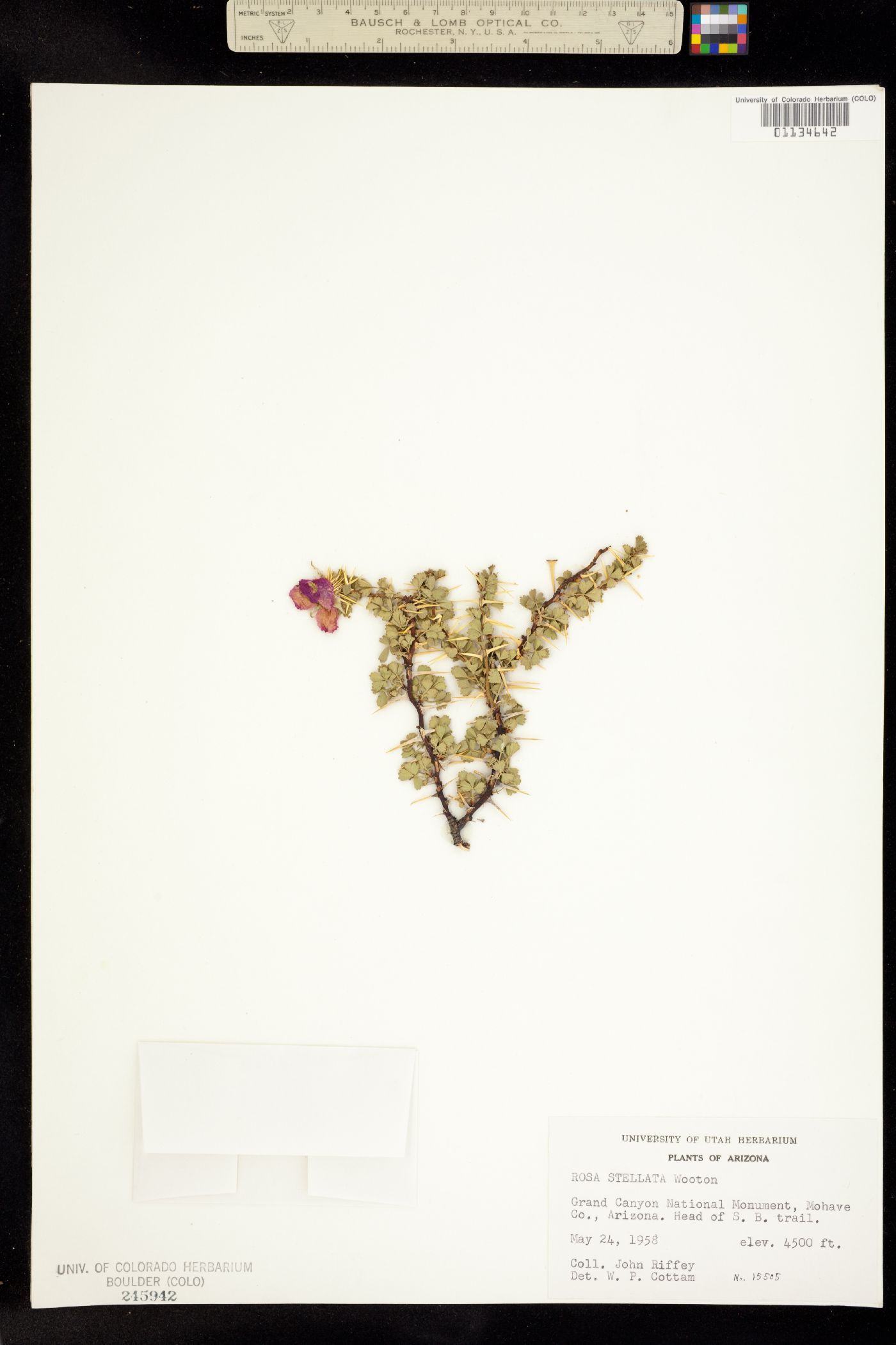 Rosa stellata image