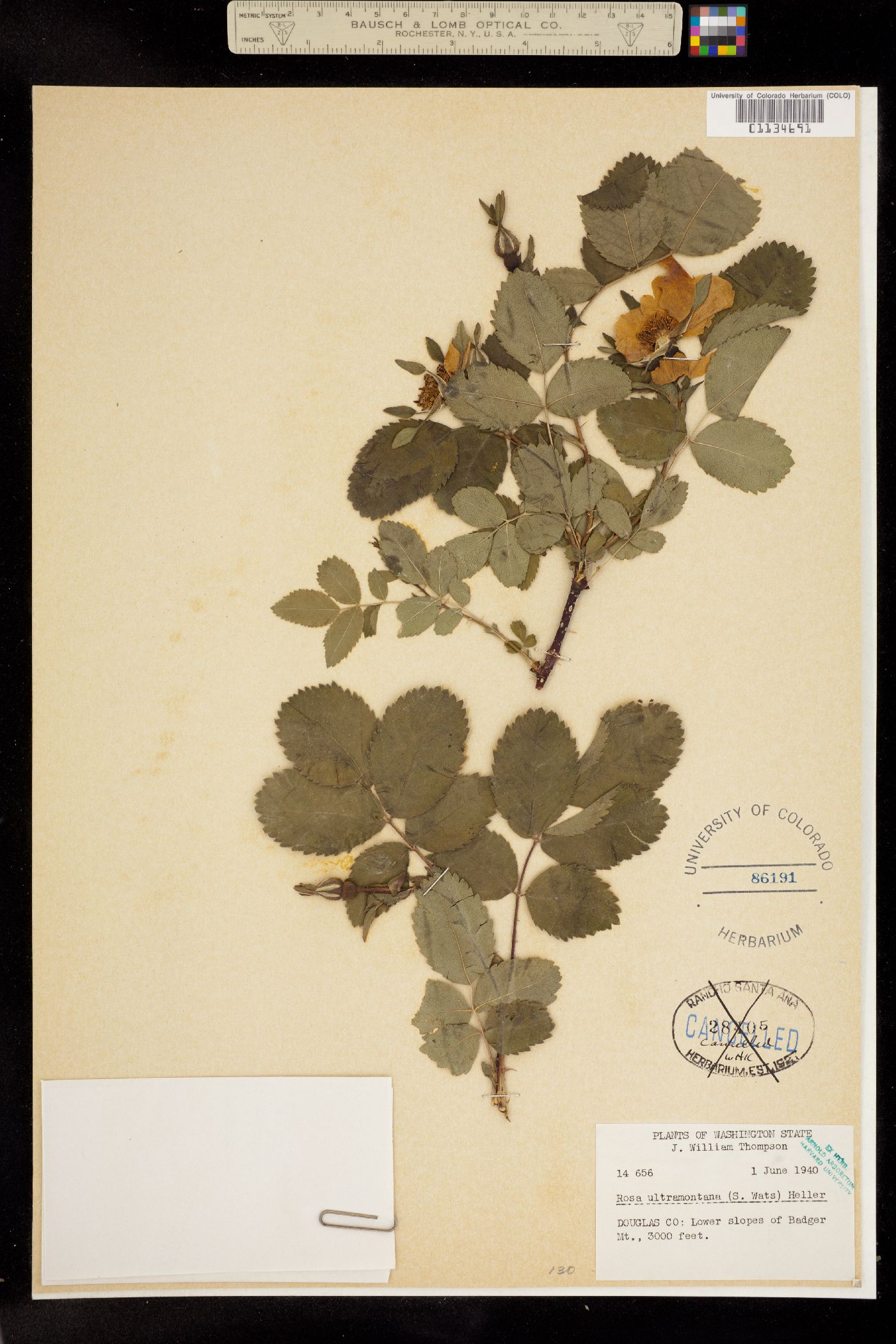 Rosa woodsii ssp. ultramontana image