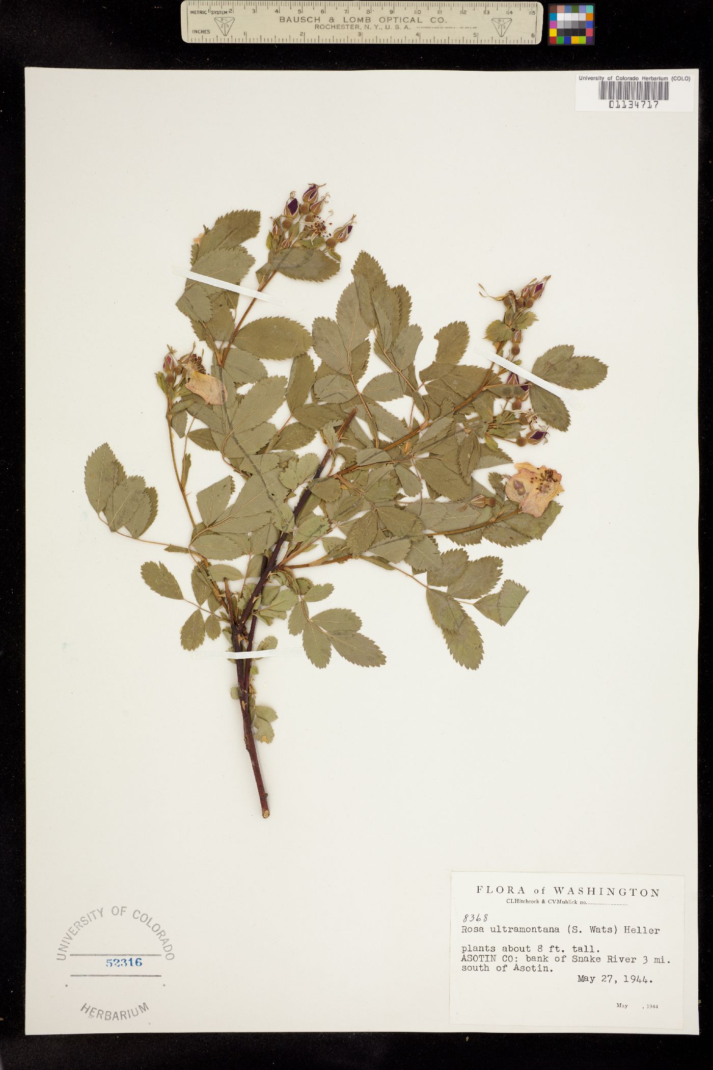 Rosa woodsii ssp. ultramontana image