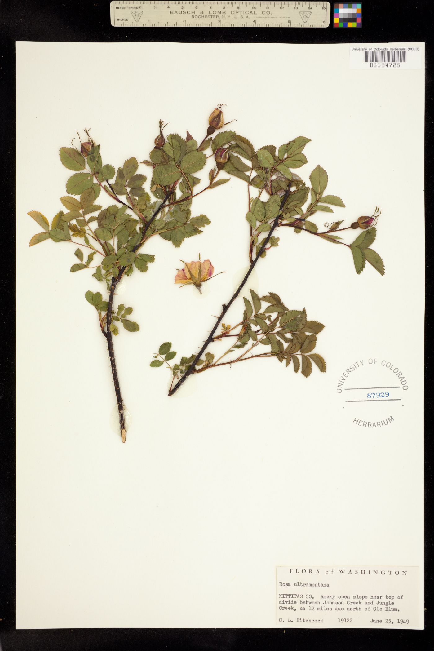 Rosa woodsii ssp. ultramontana image