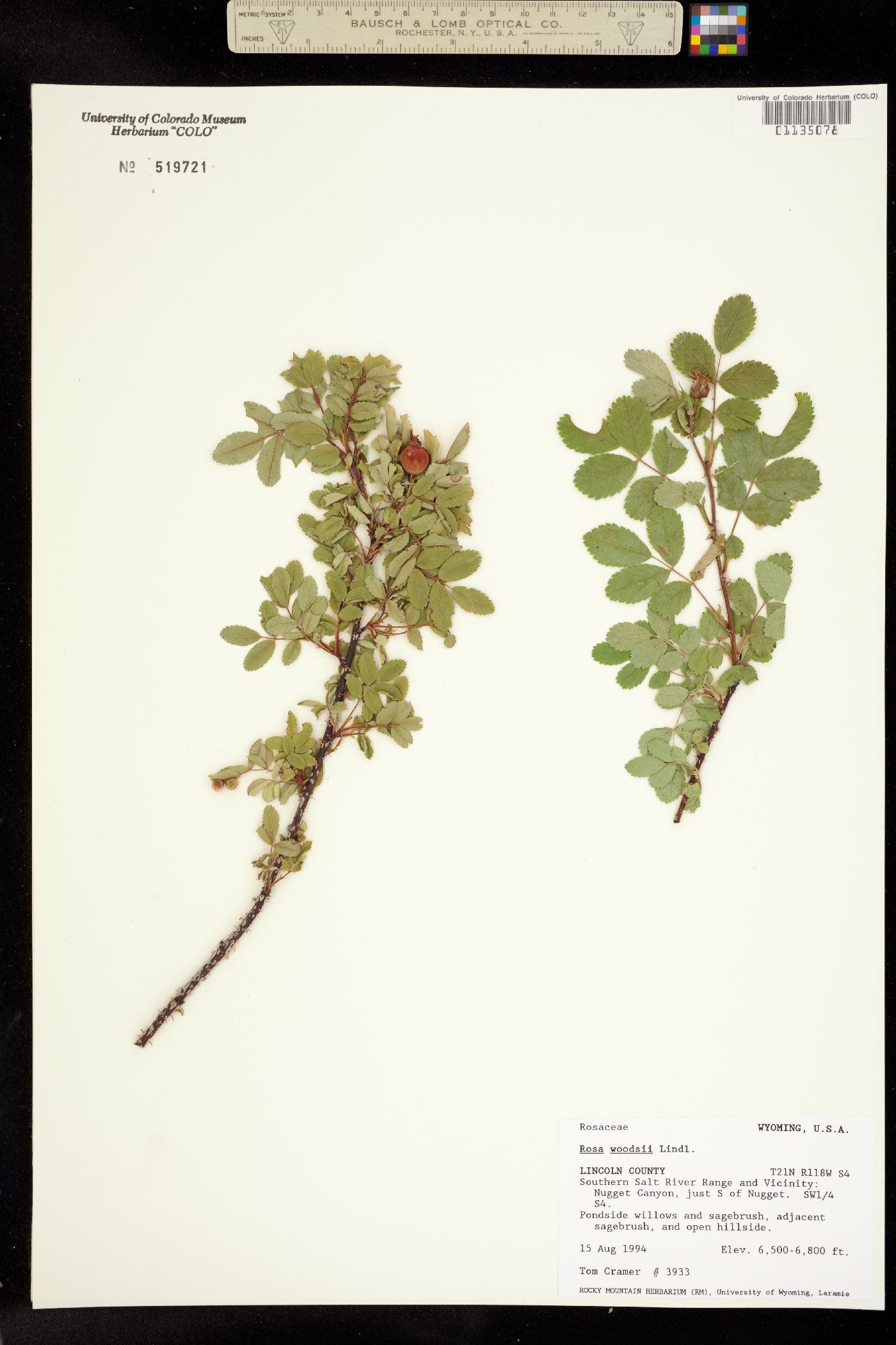 Rosa woodsii image