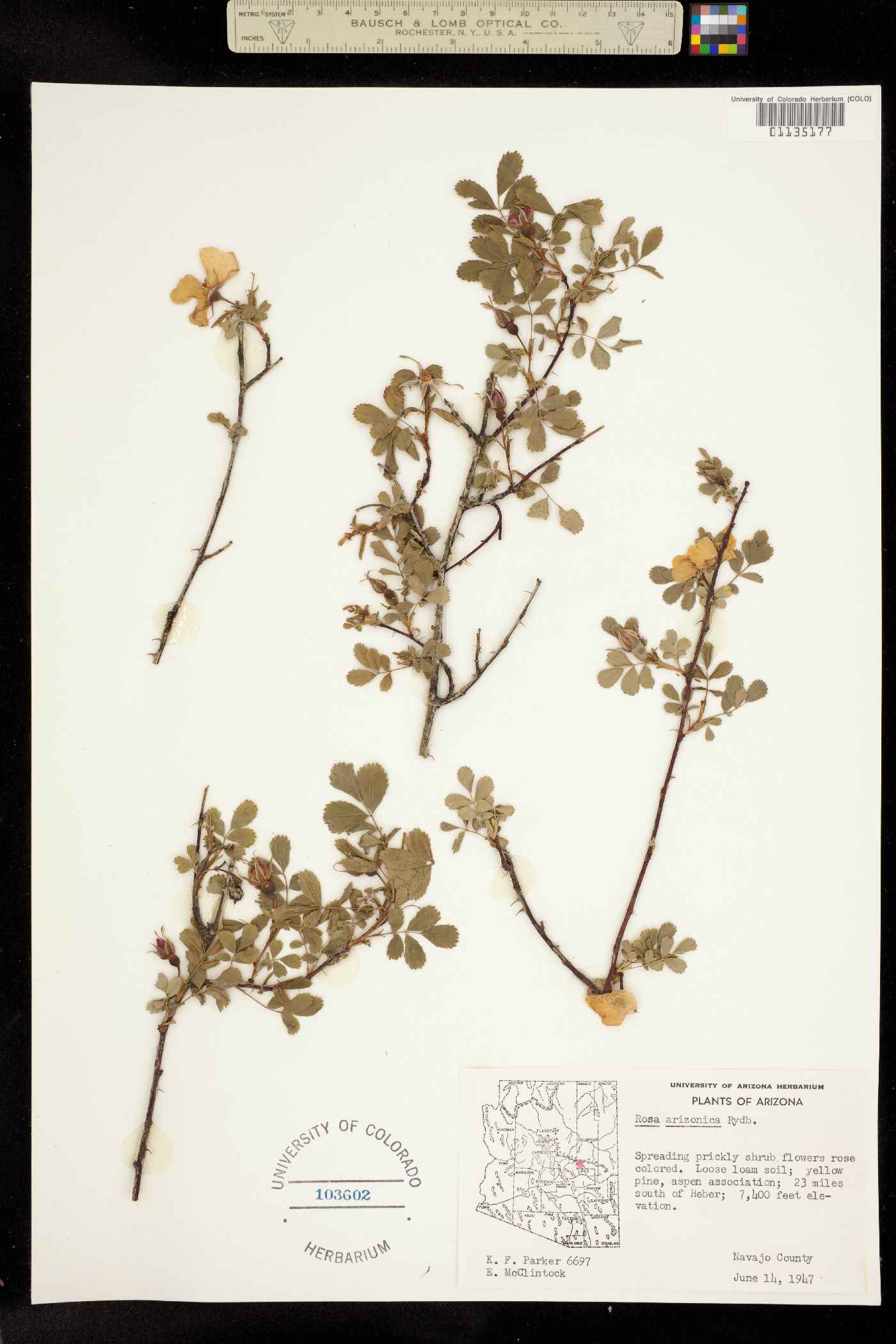 Rosa woodsii ssp. arizonica image