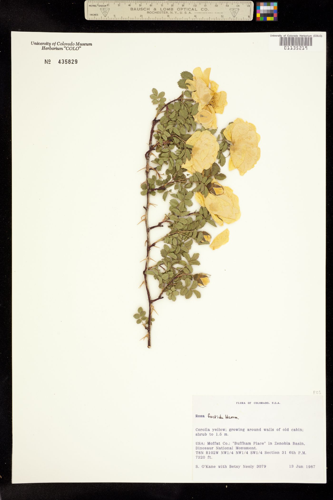 Rosa foetida image