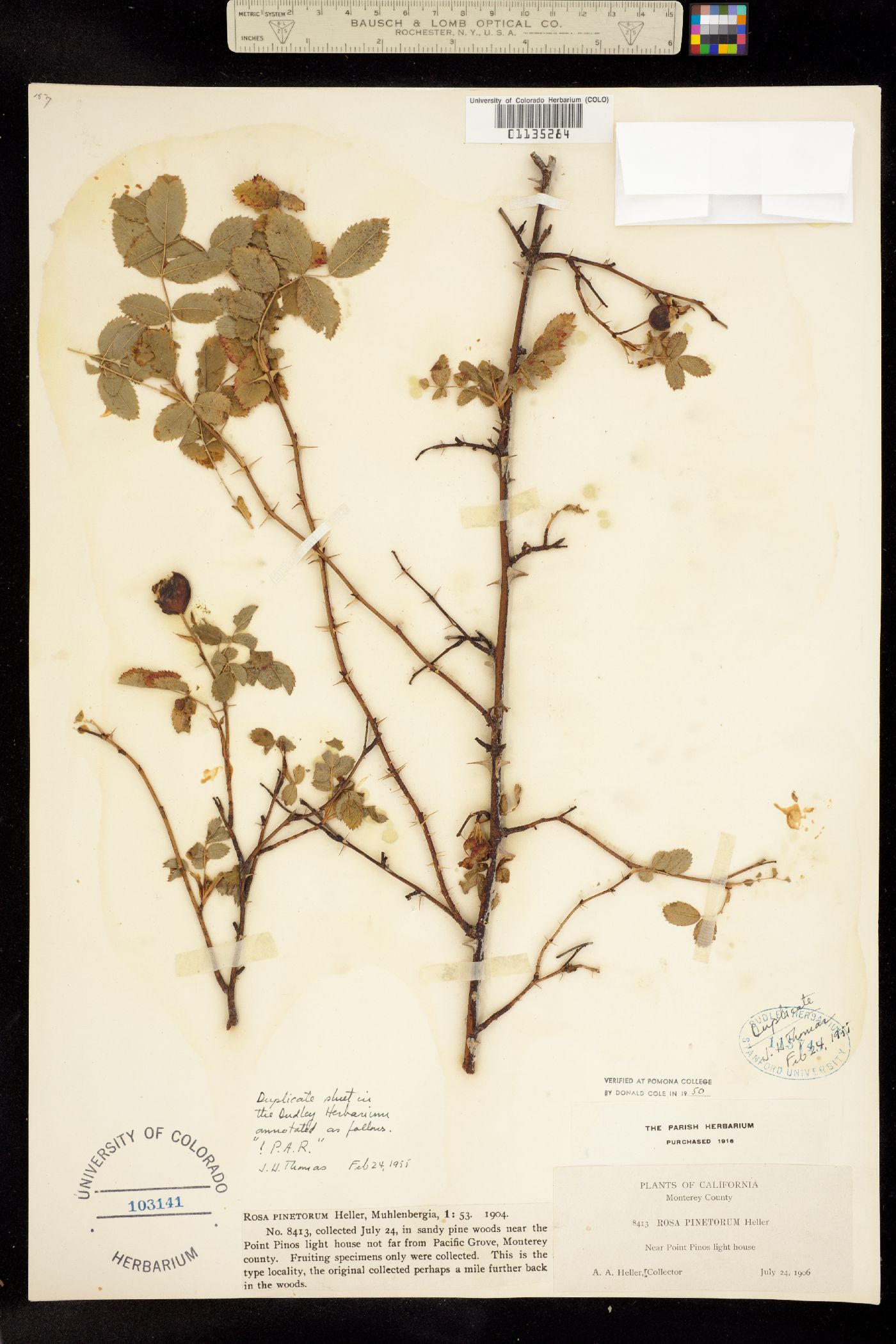 Rosa pinetorum image