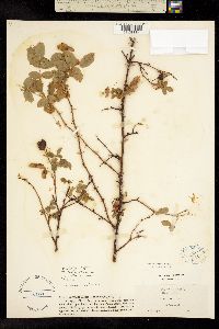 Image of Rosa pinetorum