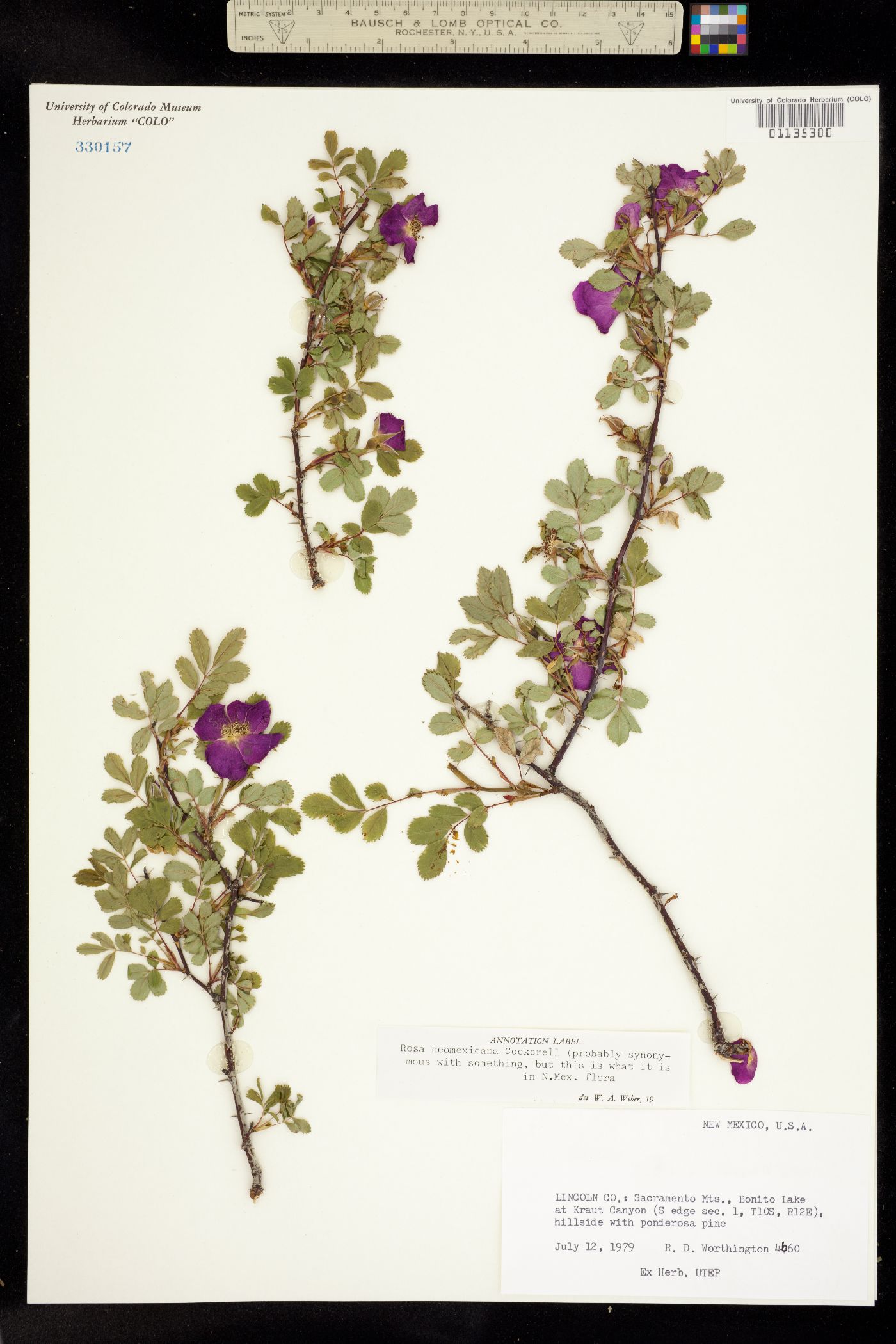 Rosa woodsii ssp. arizonica image