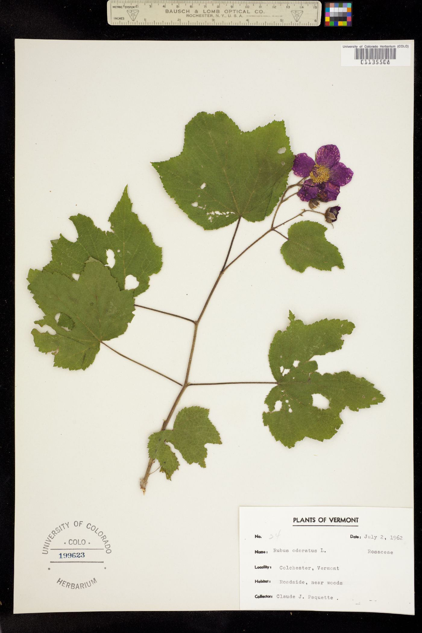 Rubus odoratus image