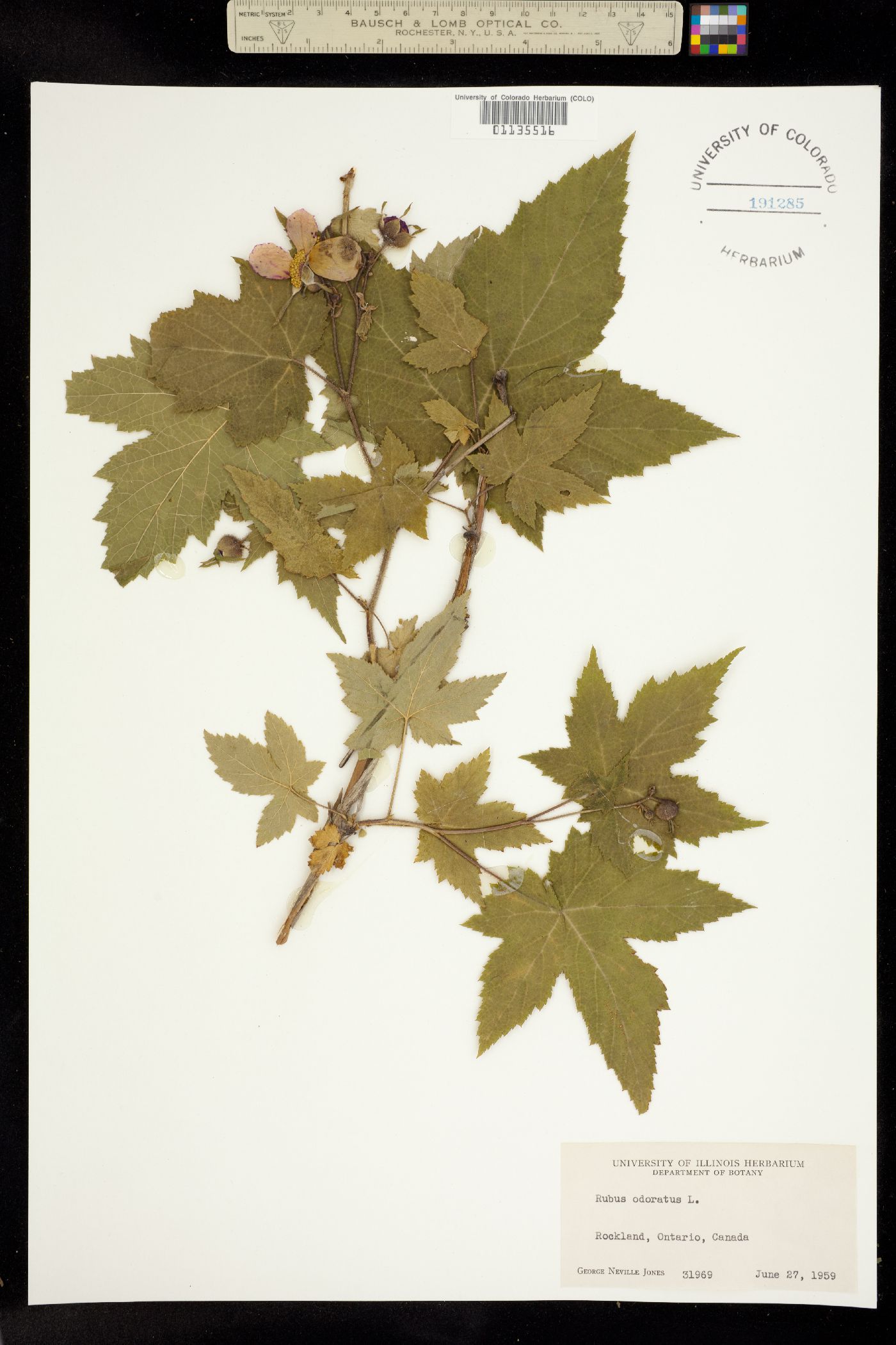 Rubus odoratus image