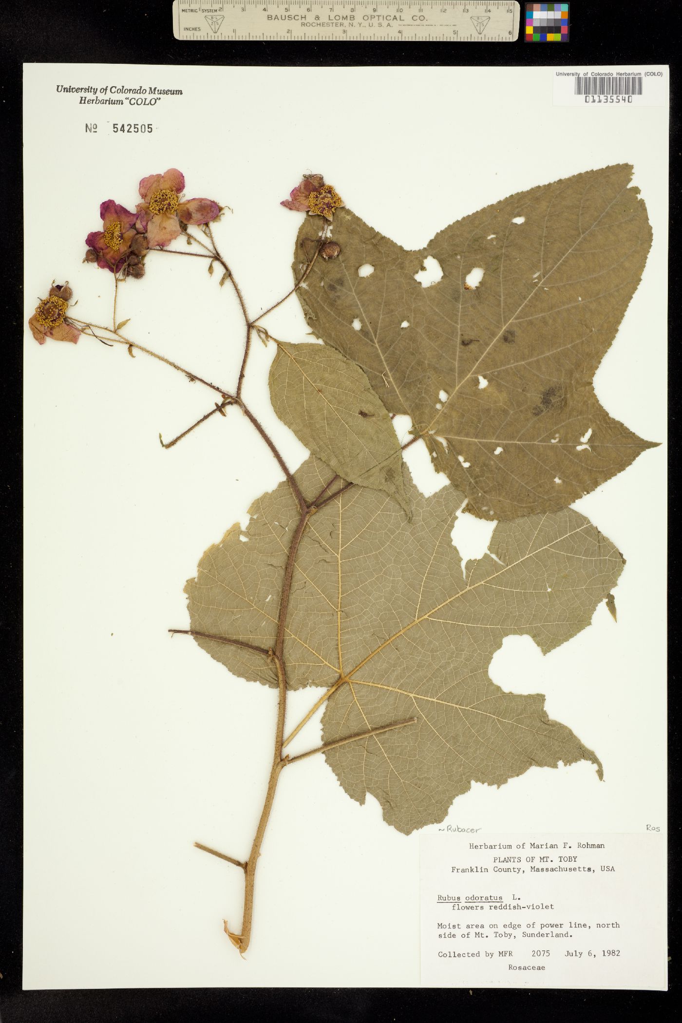 Rubus odoratus image