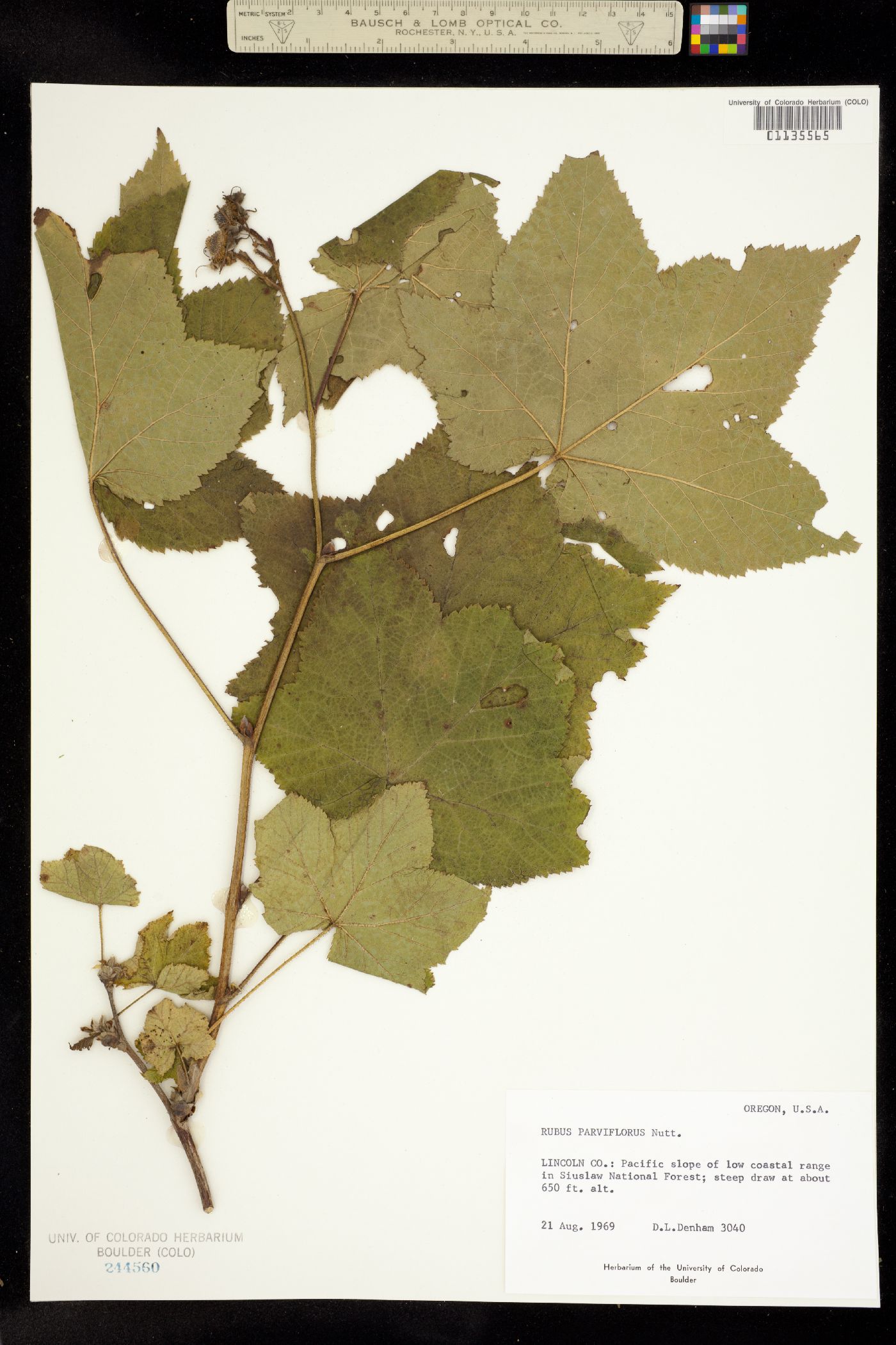 Rubus image