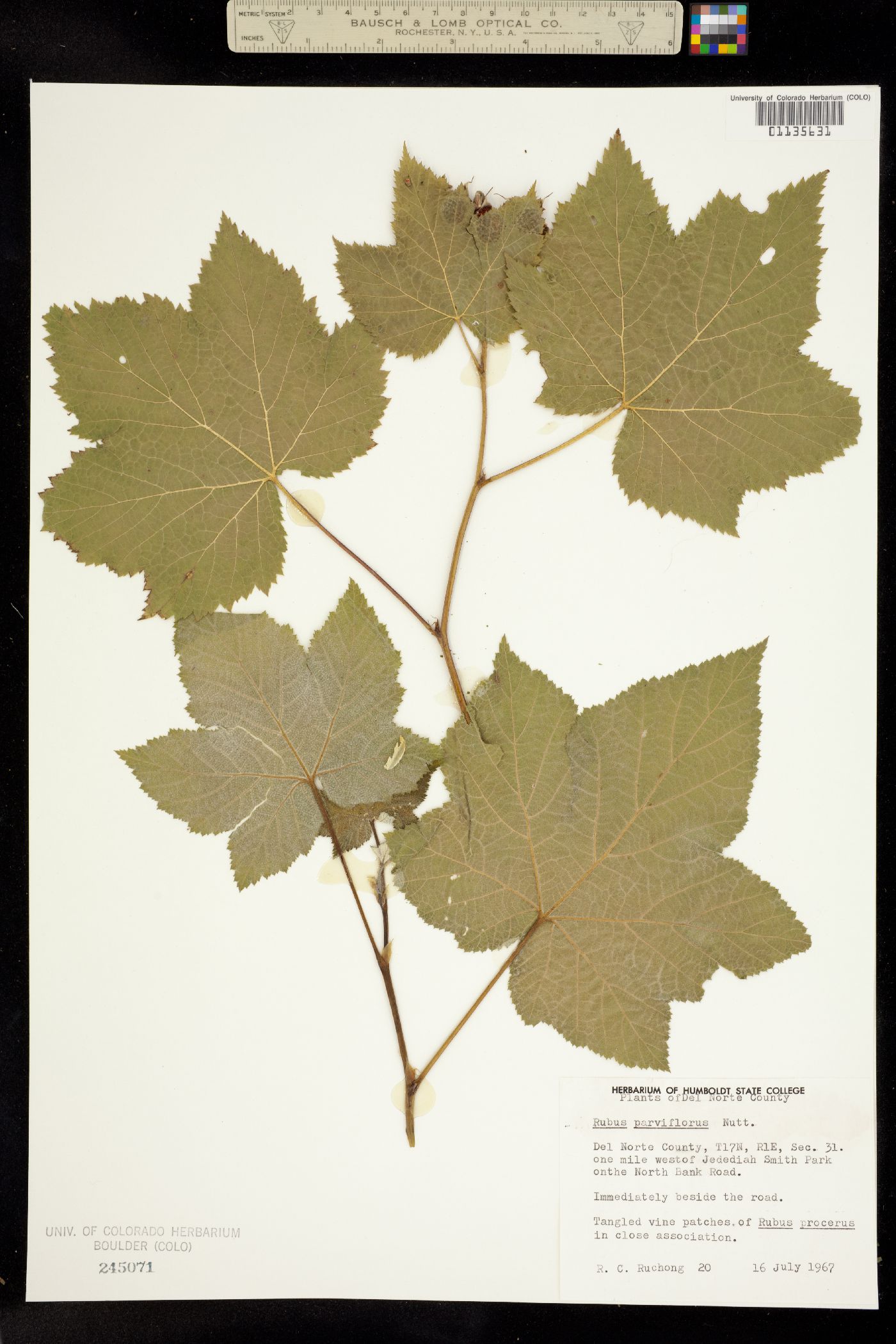 Rubus parviflorus image